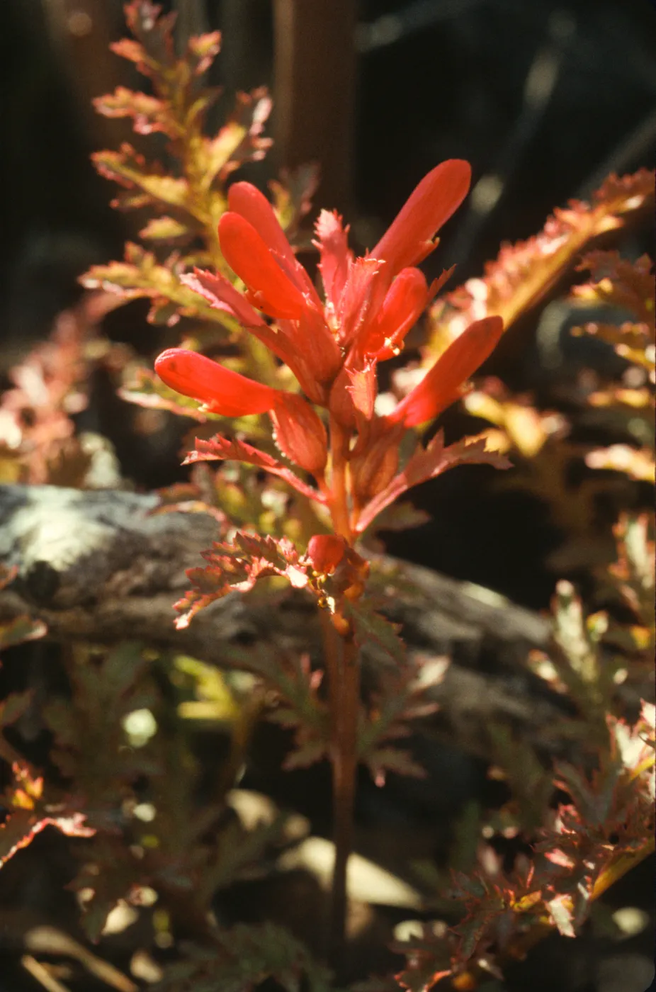 Pedicularis densiflora