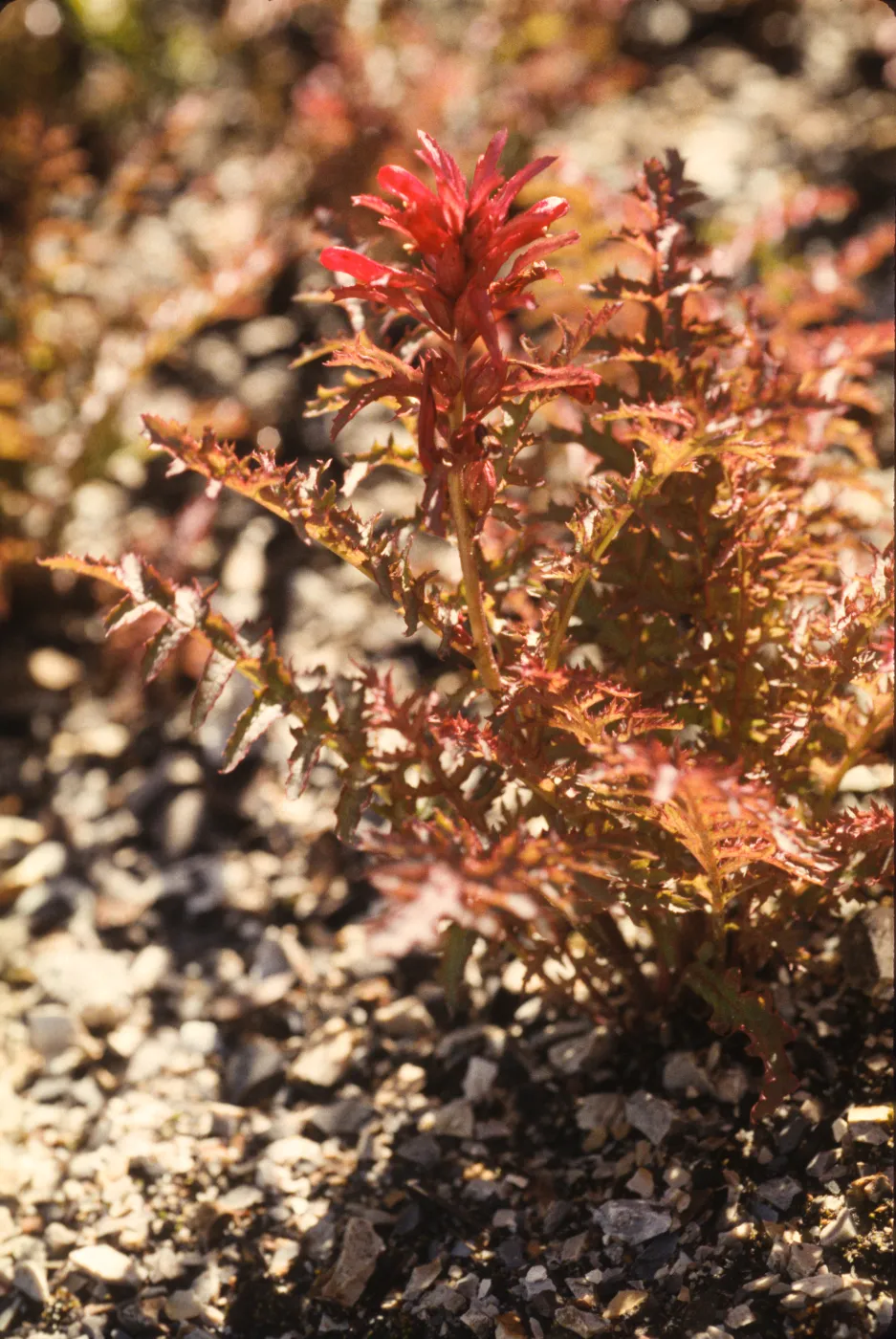 Pedicularis densiflora
