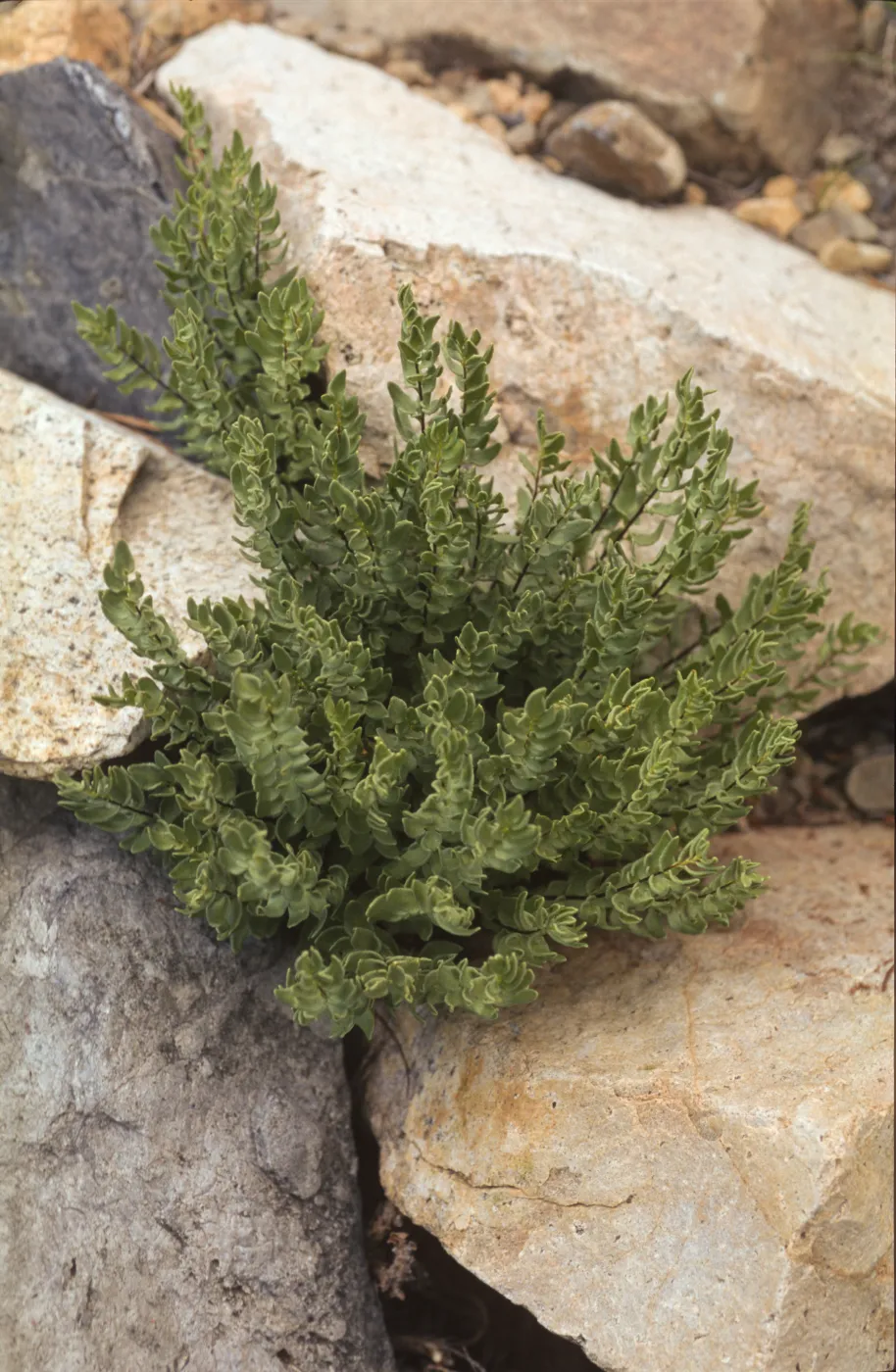 Pellaea breweri