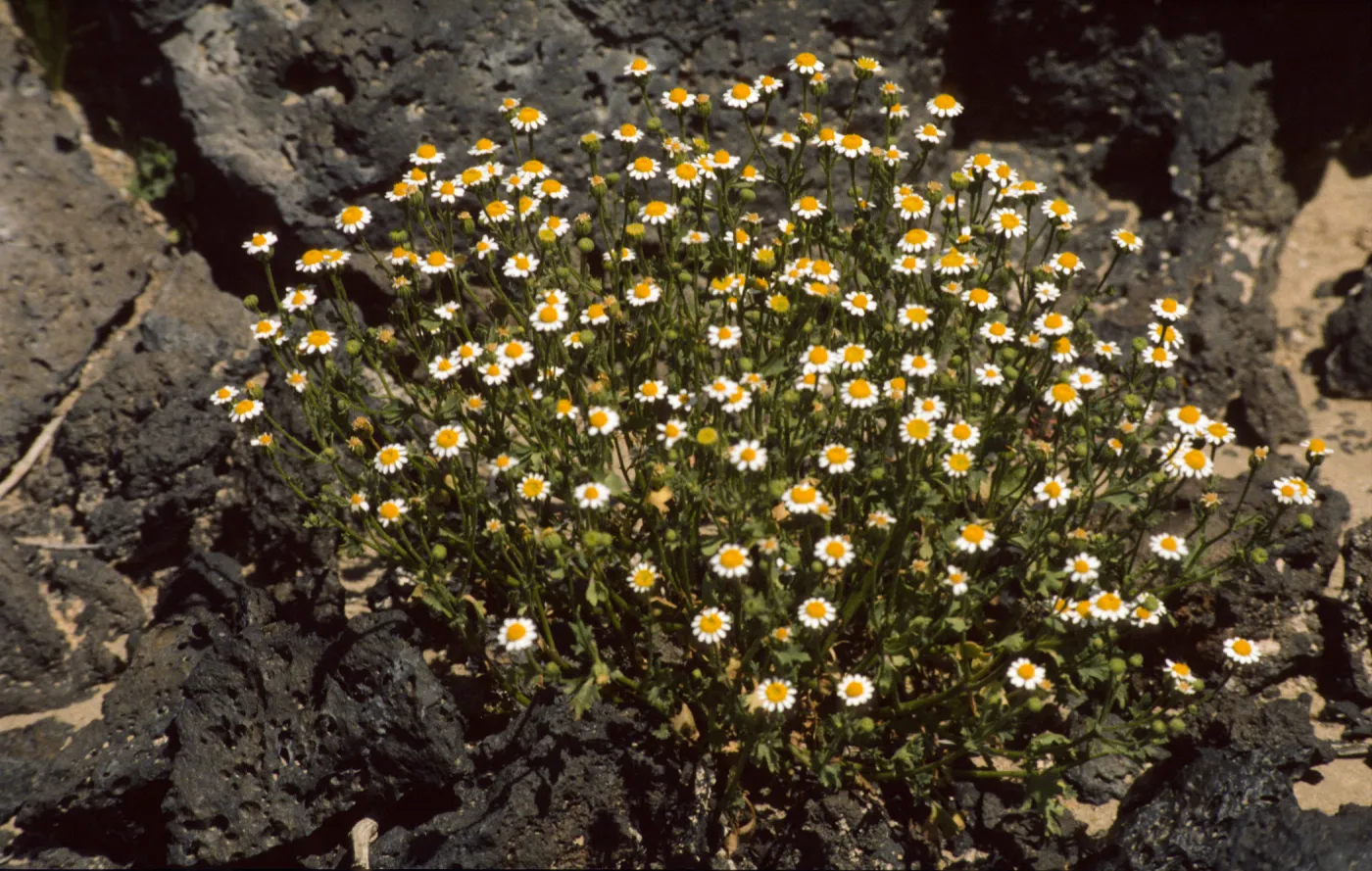 Perityle emoryi