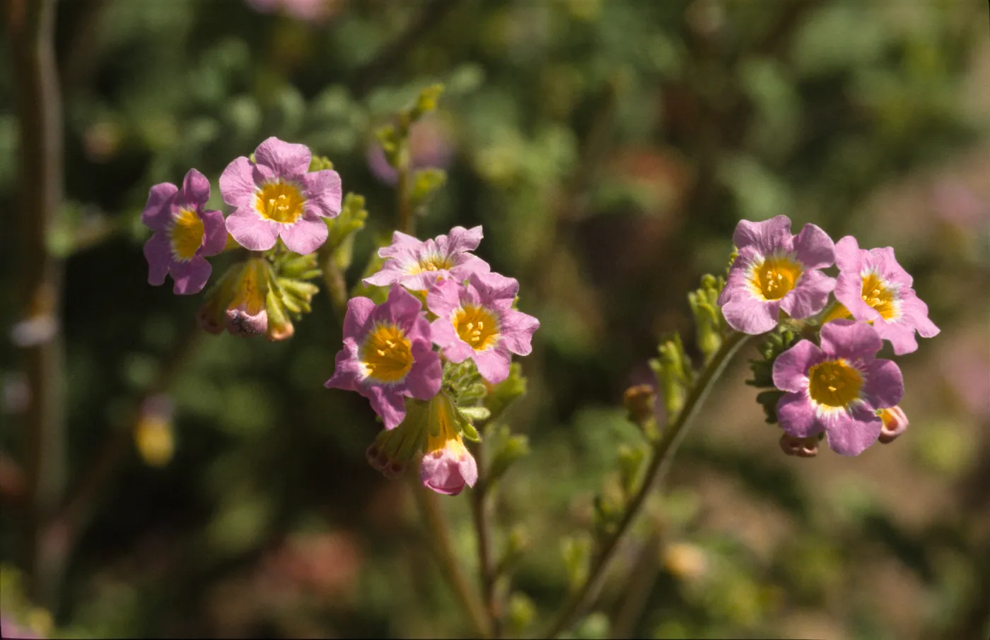 Phacelia brachyloba