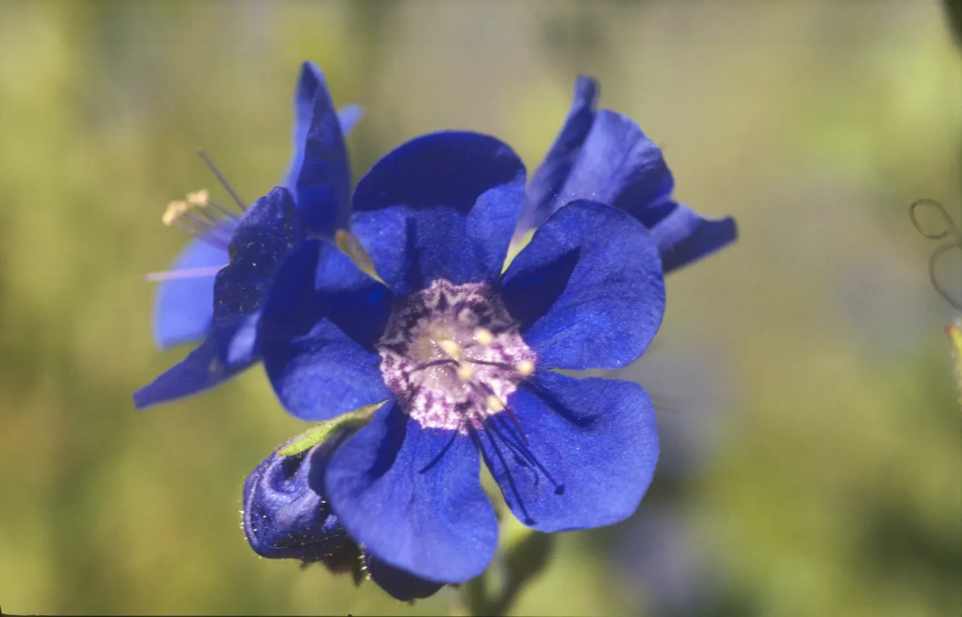 Phacelia viscida