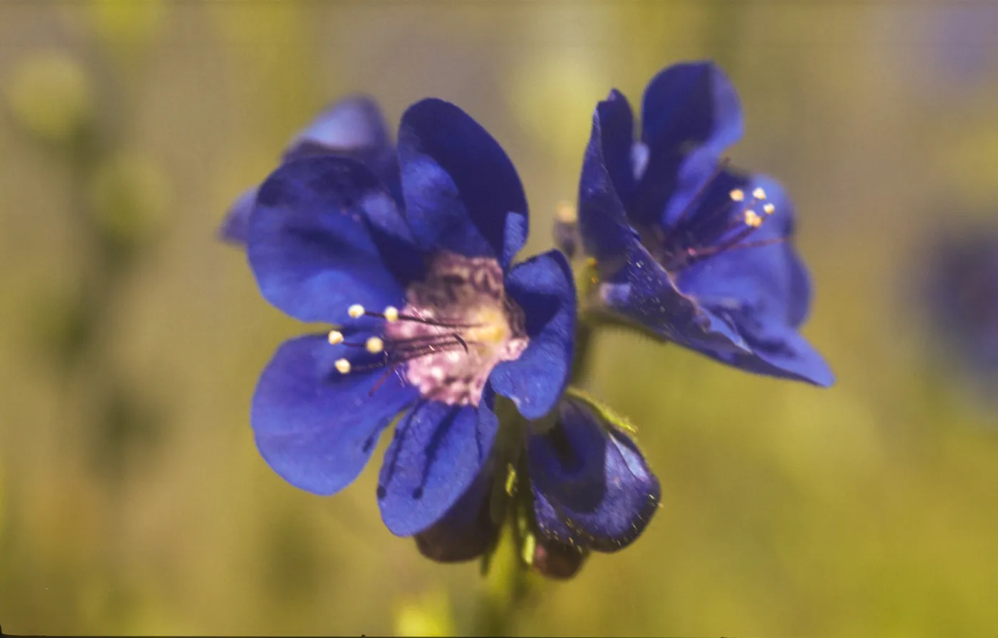 Phacelia viscida