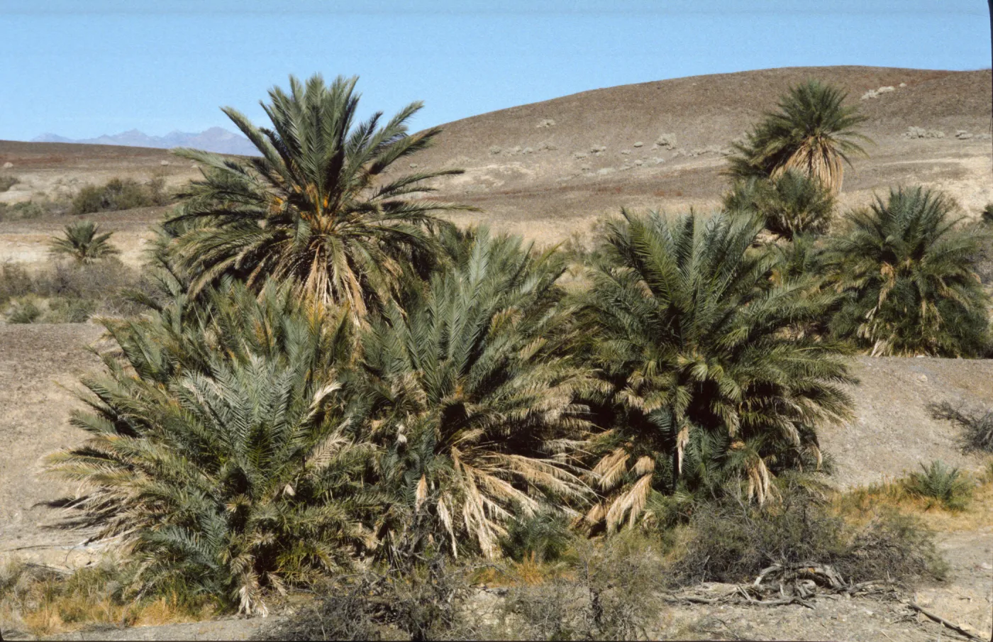 Phoenix dactylifera