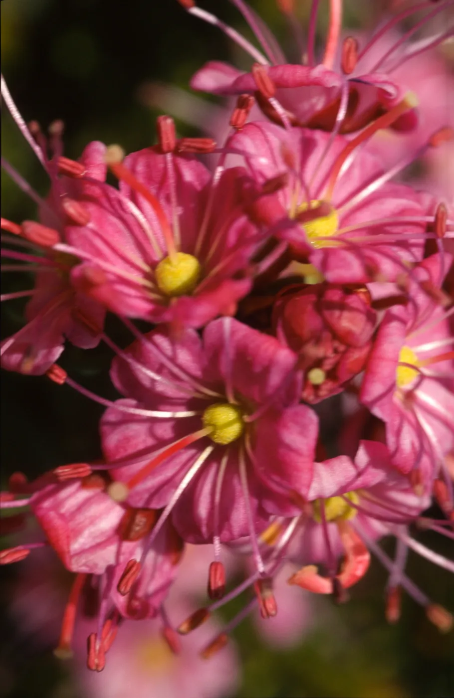 Phyllodoce breweri