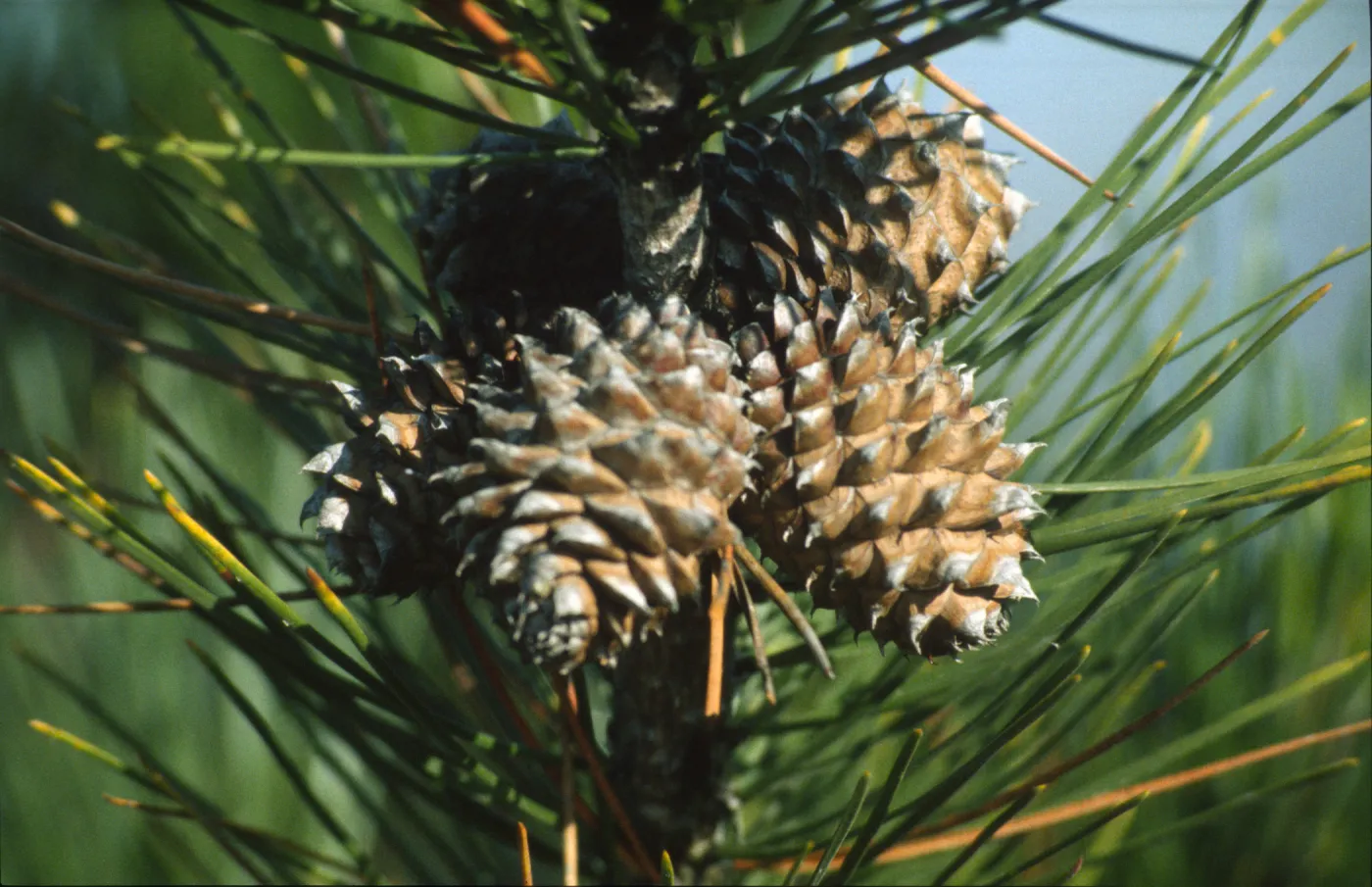 Pinus muricata var. muricata