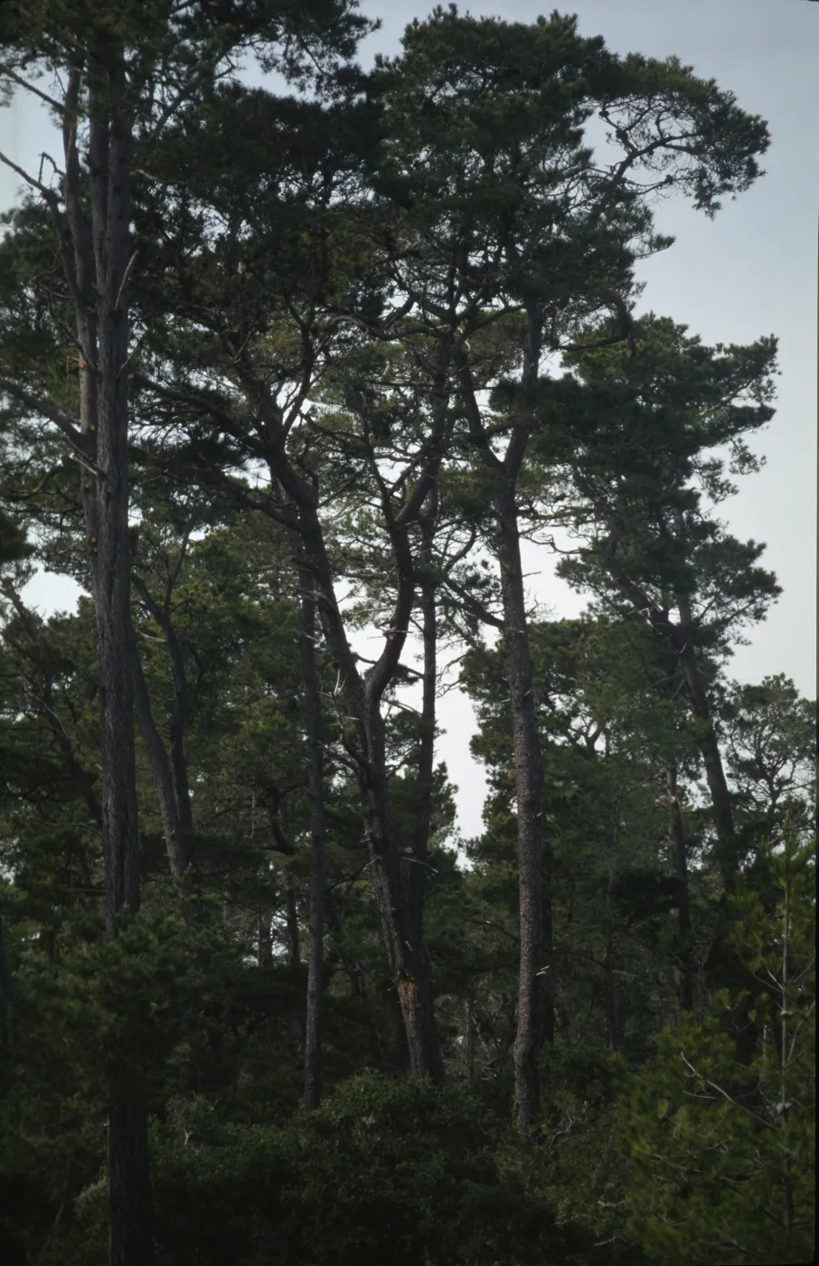 Pinus radiata