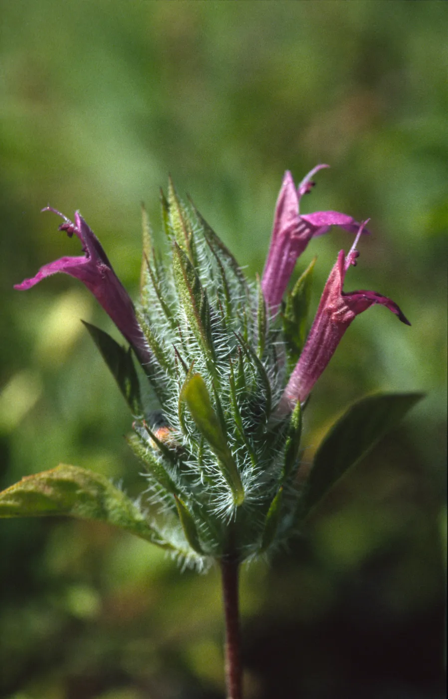 Pogogyne douglasii