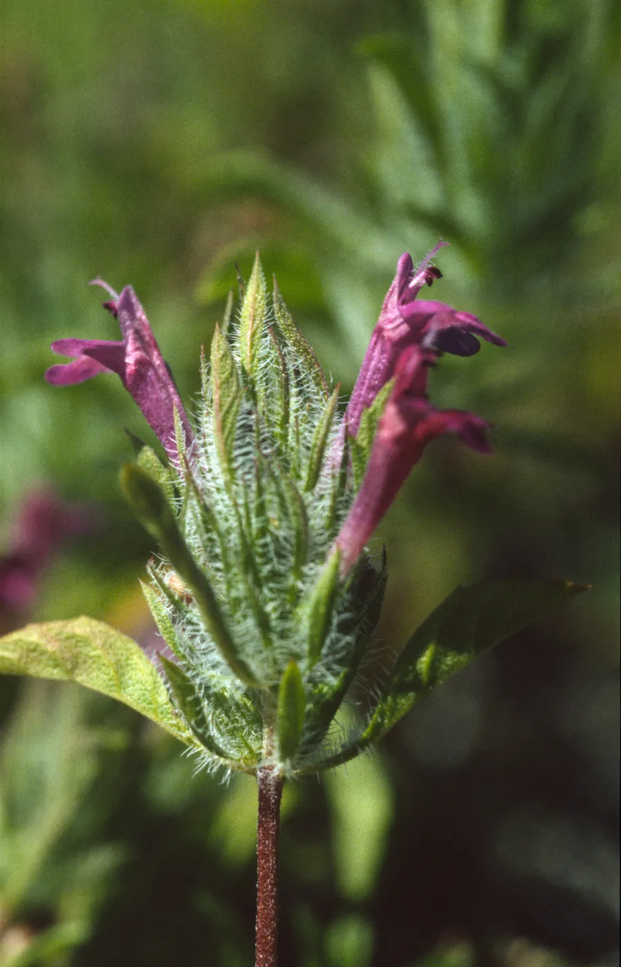 Pogogyne douglasii