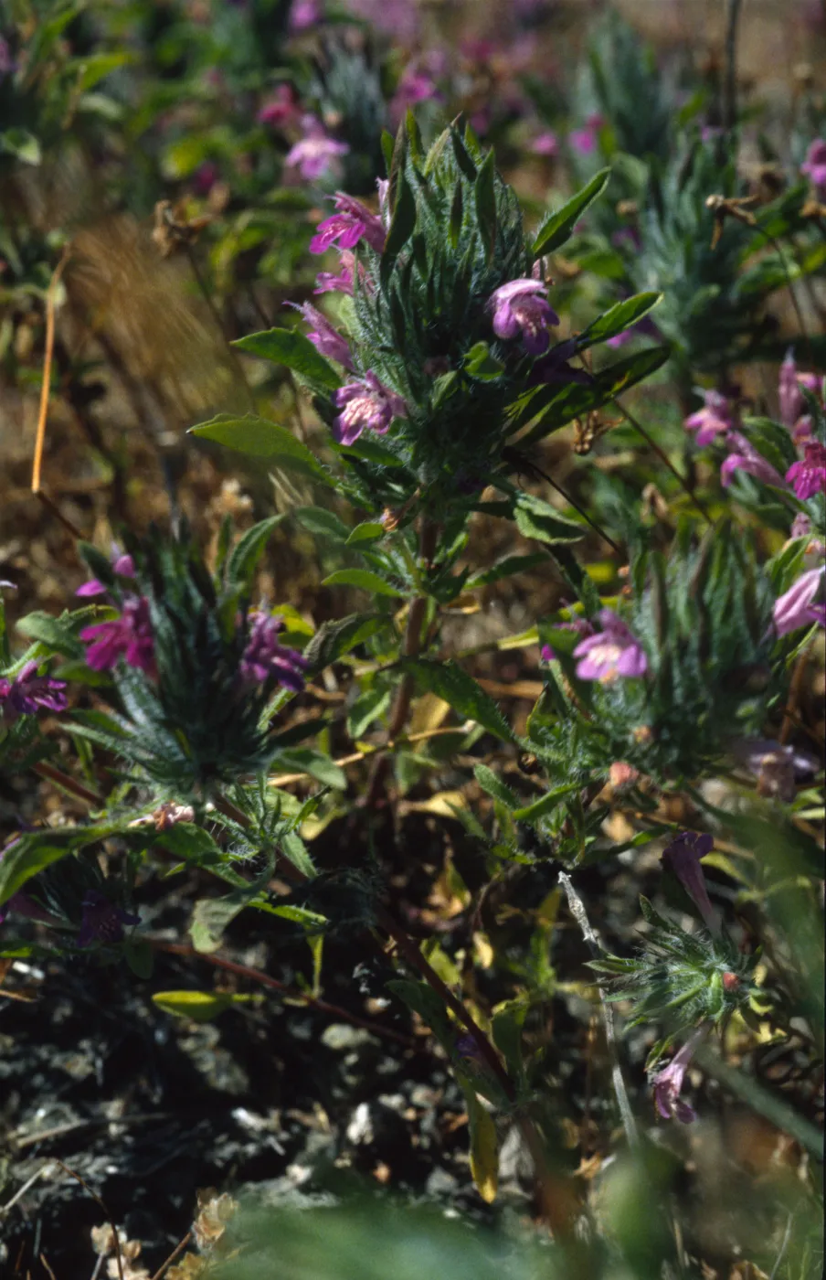 Pogogyne douglasii