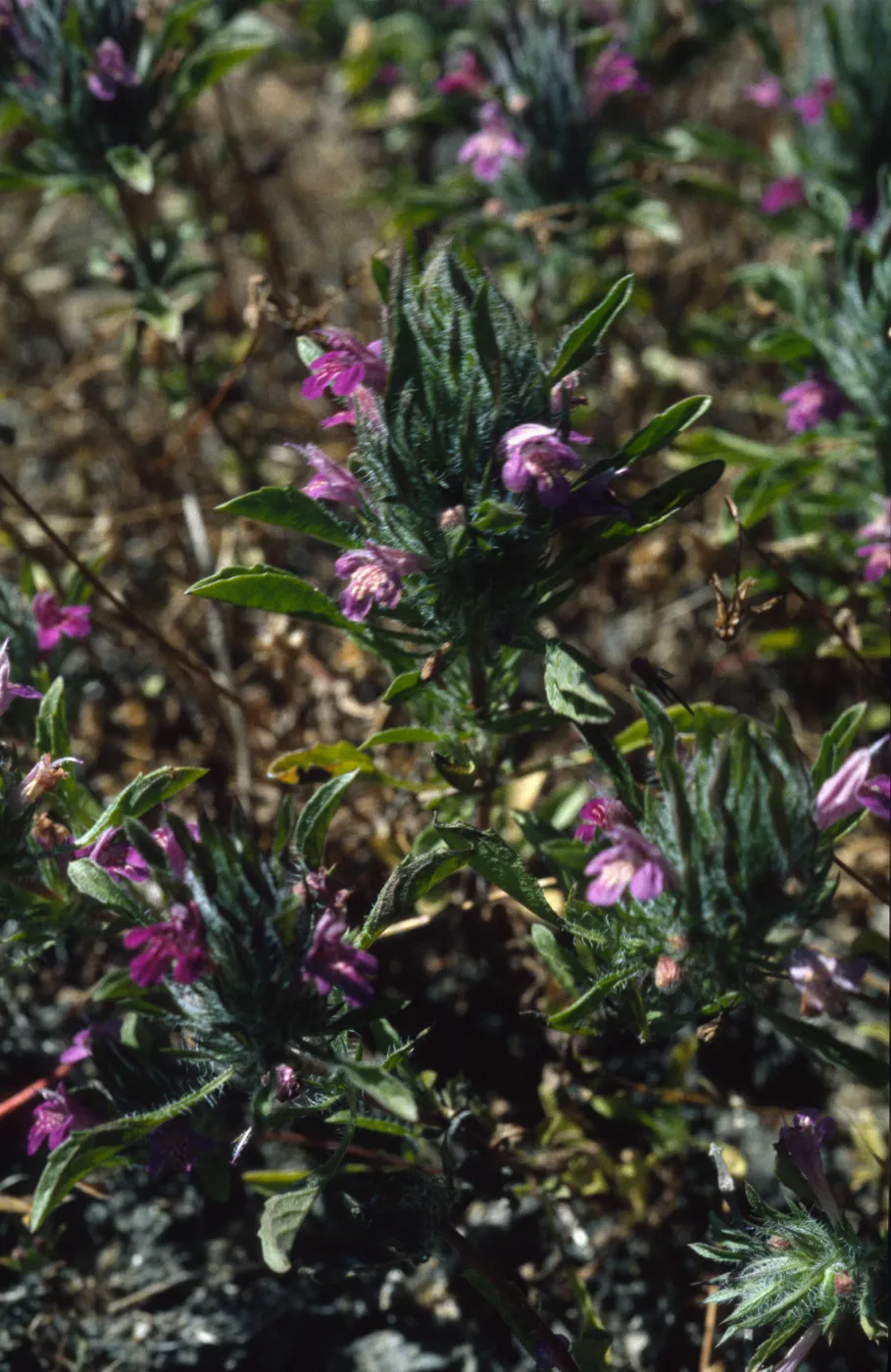 Pogogyne douglasii