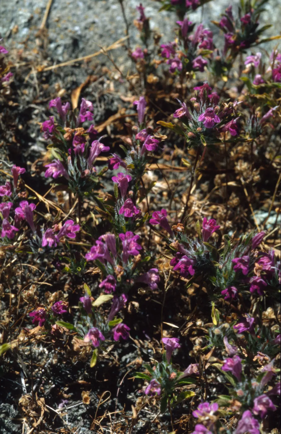 Pogogyne douglasii