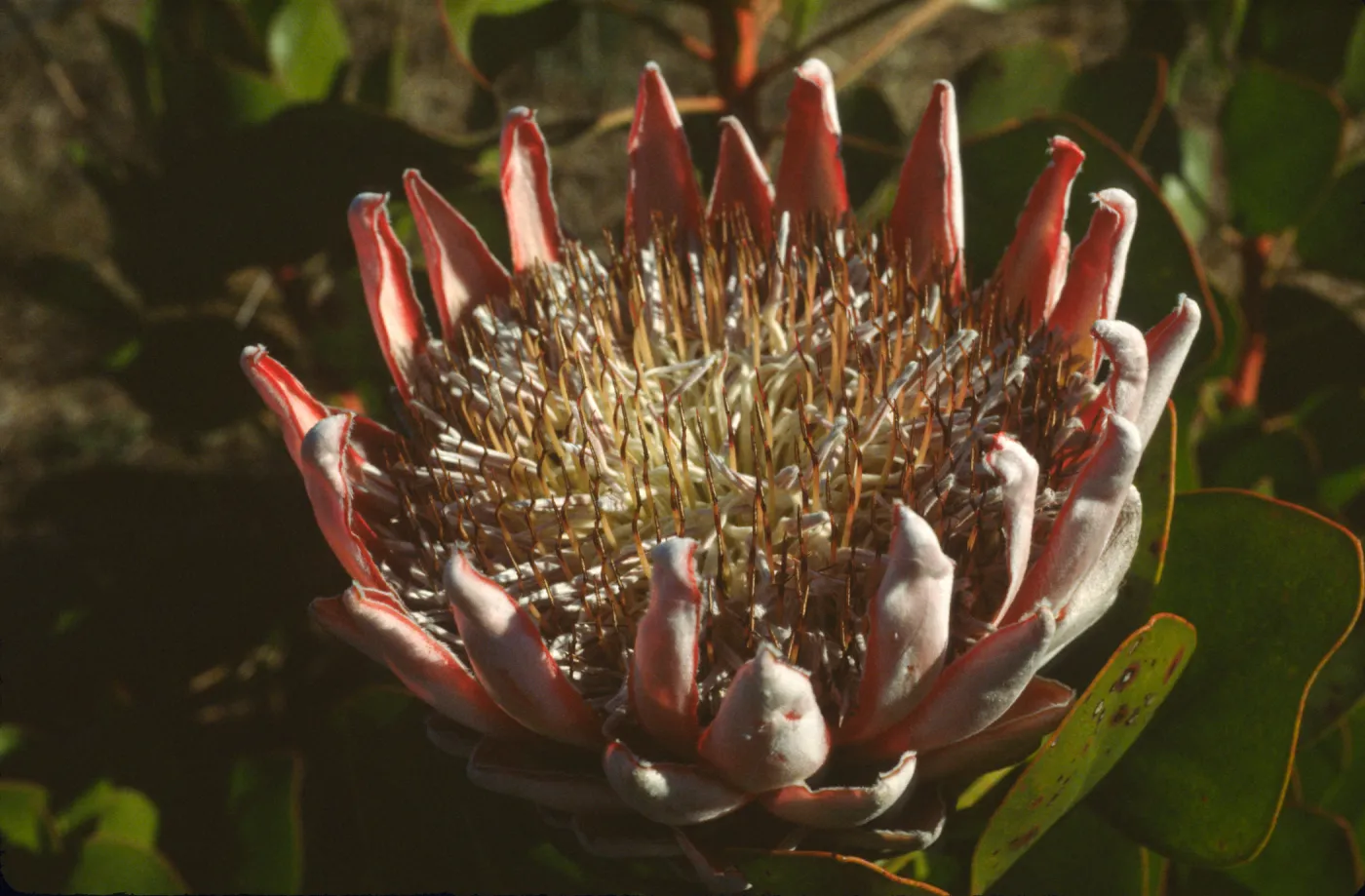 Protea cynaroides