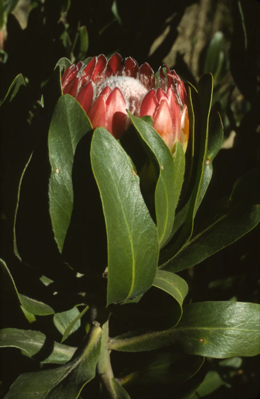 Protea obtusifolia