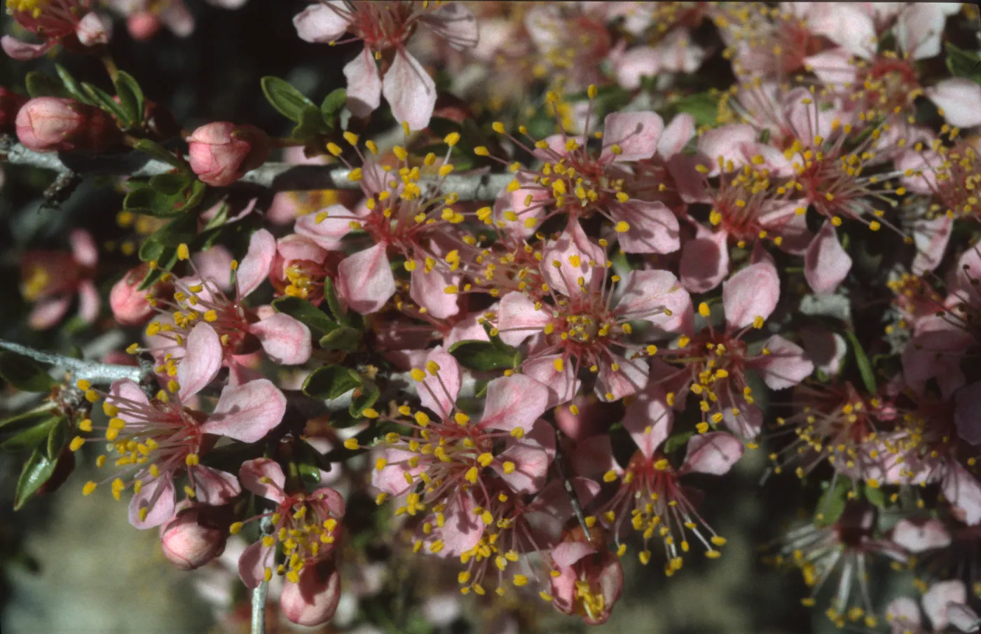 Prunus andersonii