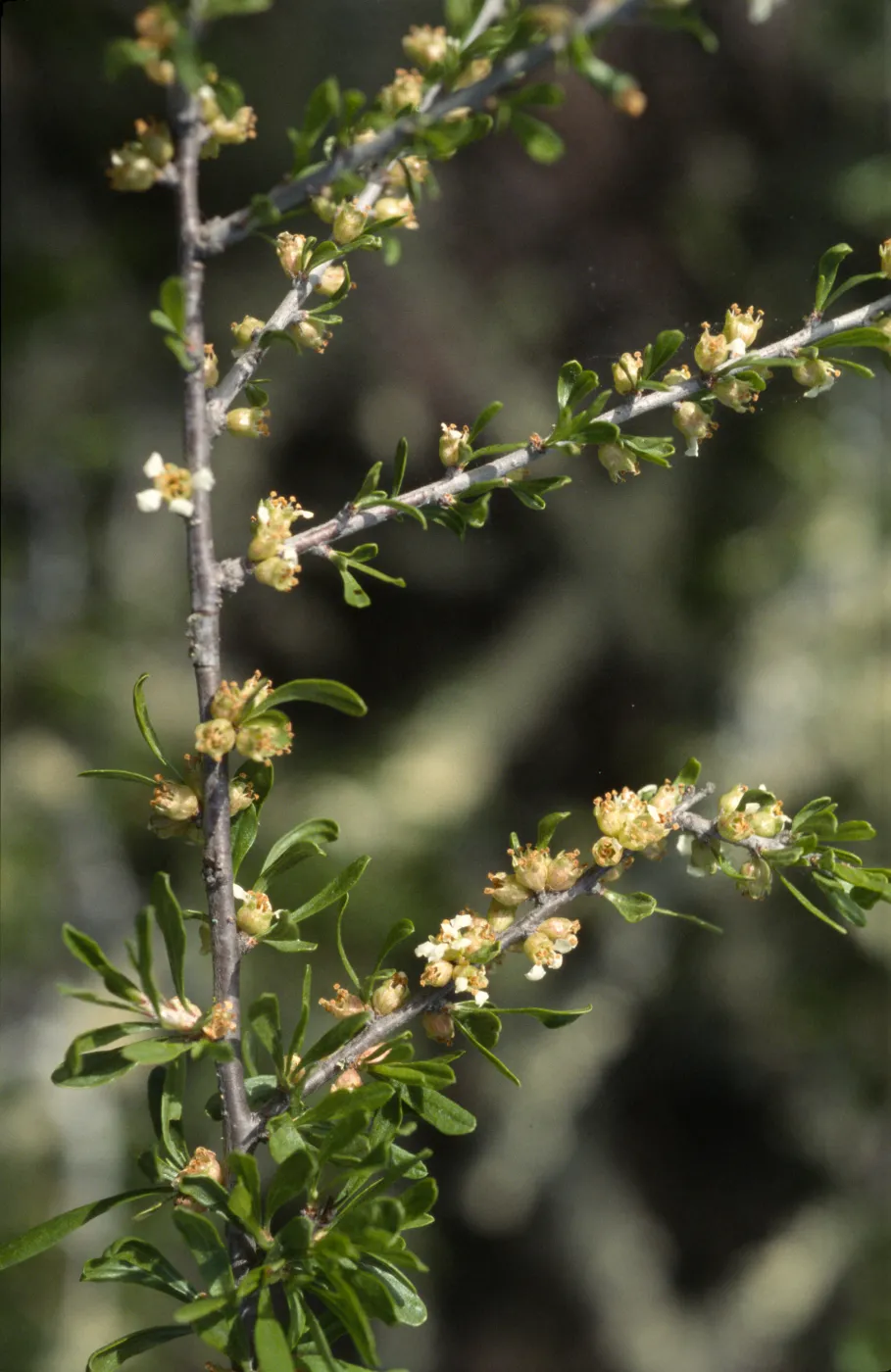 Prunus fasciculata var. punctata