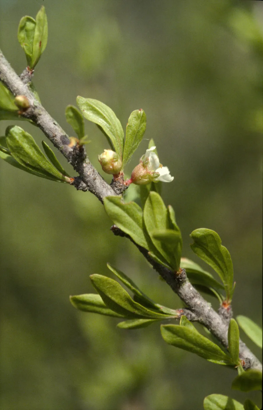 Prunus fasciculata var. punctata