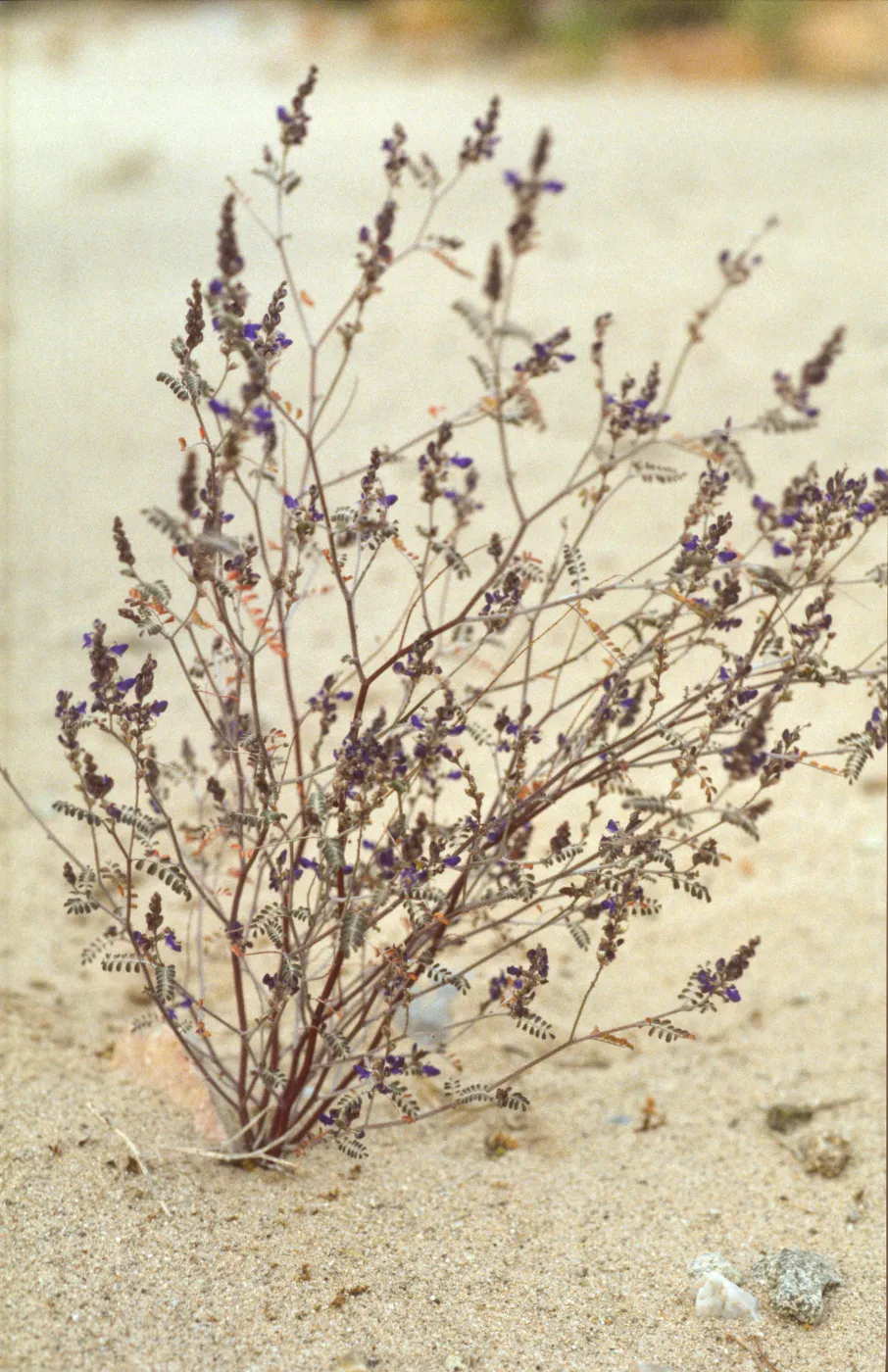 Psorothamnus fremontii