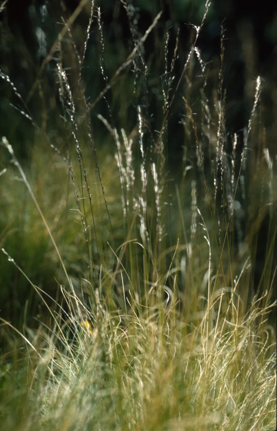 Ptilagrostis