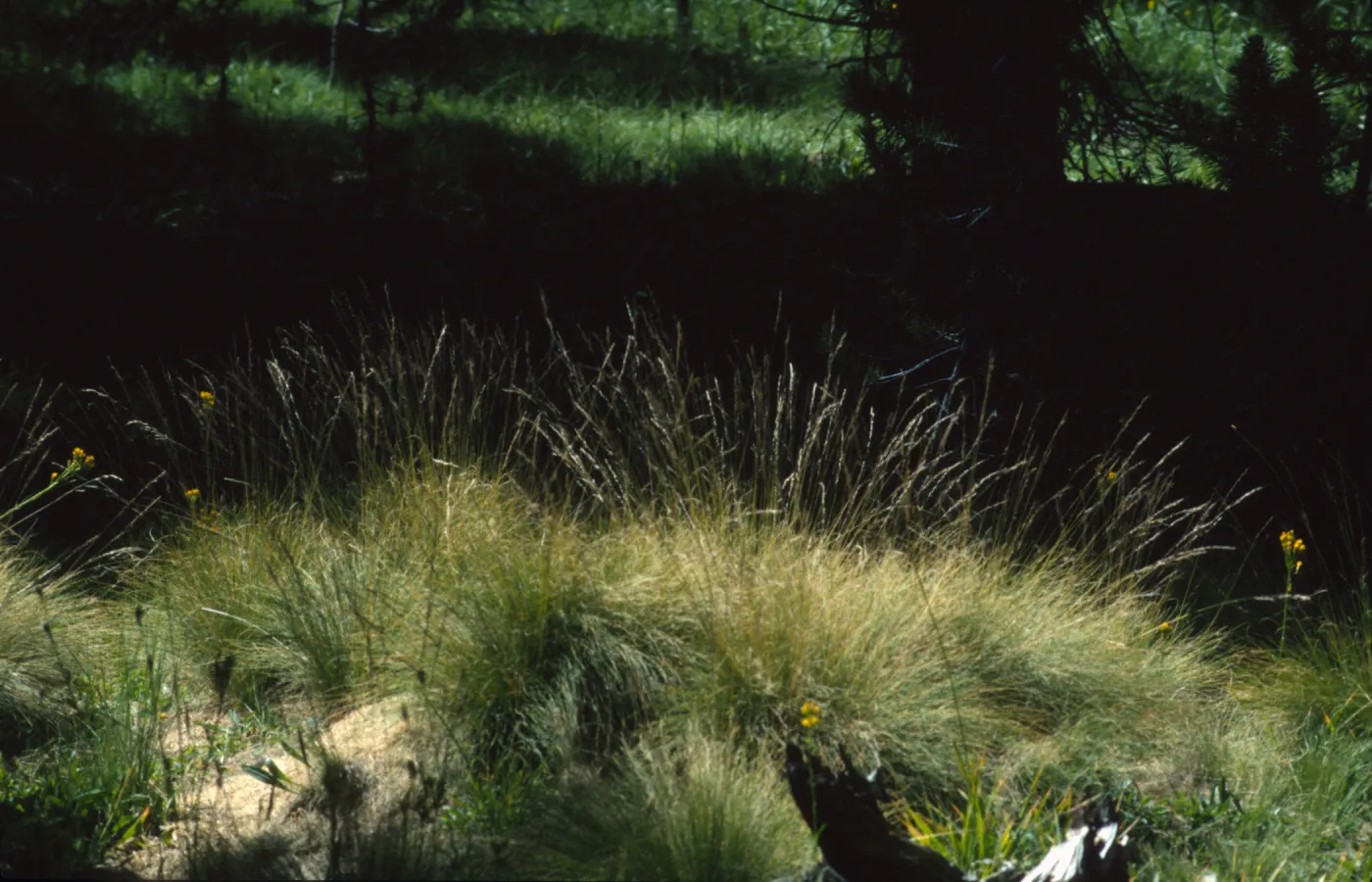 Ptilagrostis porteri