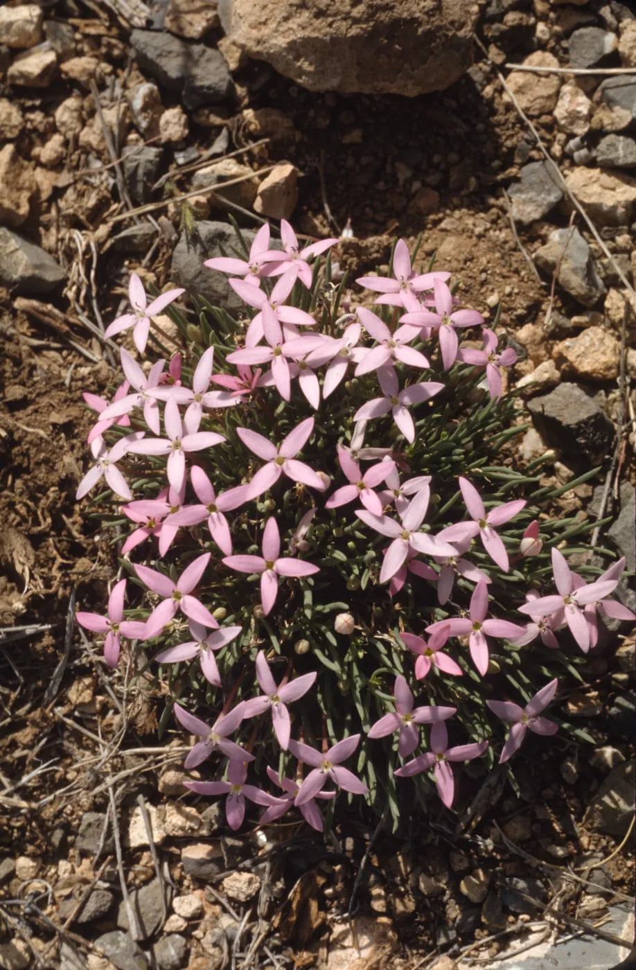 Houstonia wrightii