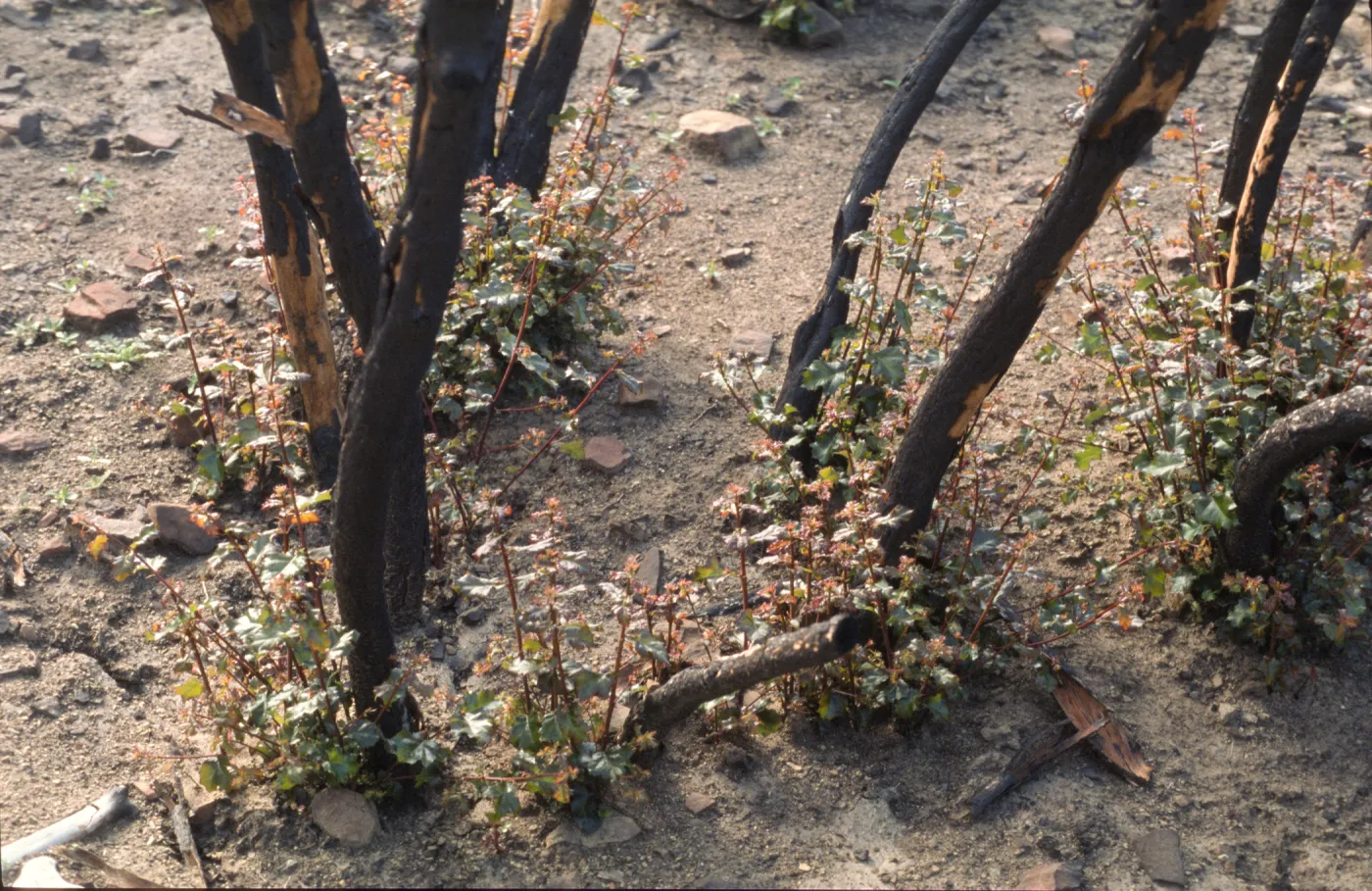 Quercus berberidifolia, Wolf Burn 2002
