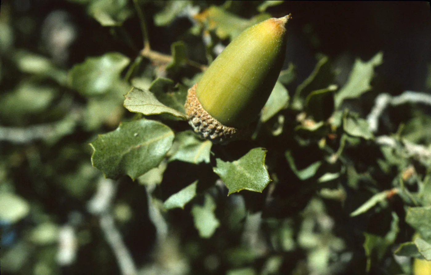 Quercus cornelius-mulleri