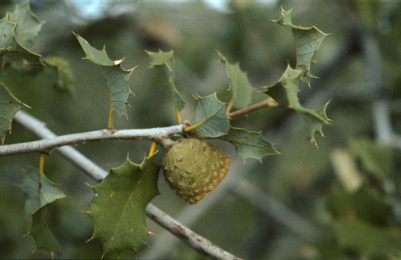 Quercus palmeri