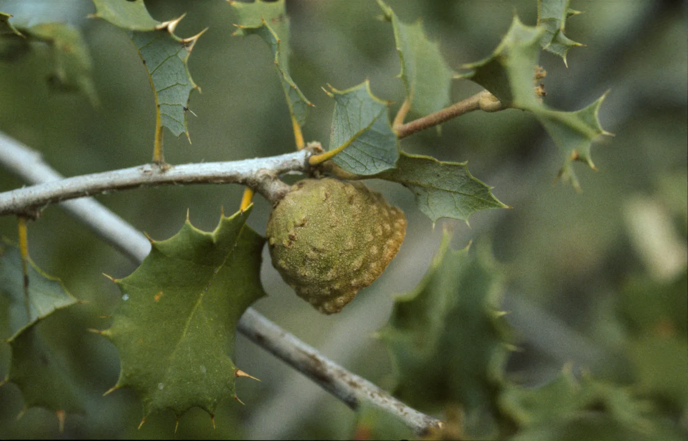 Quercus palmeri