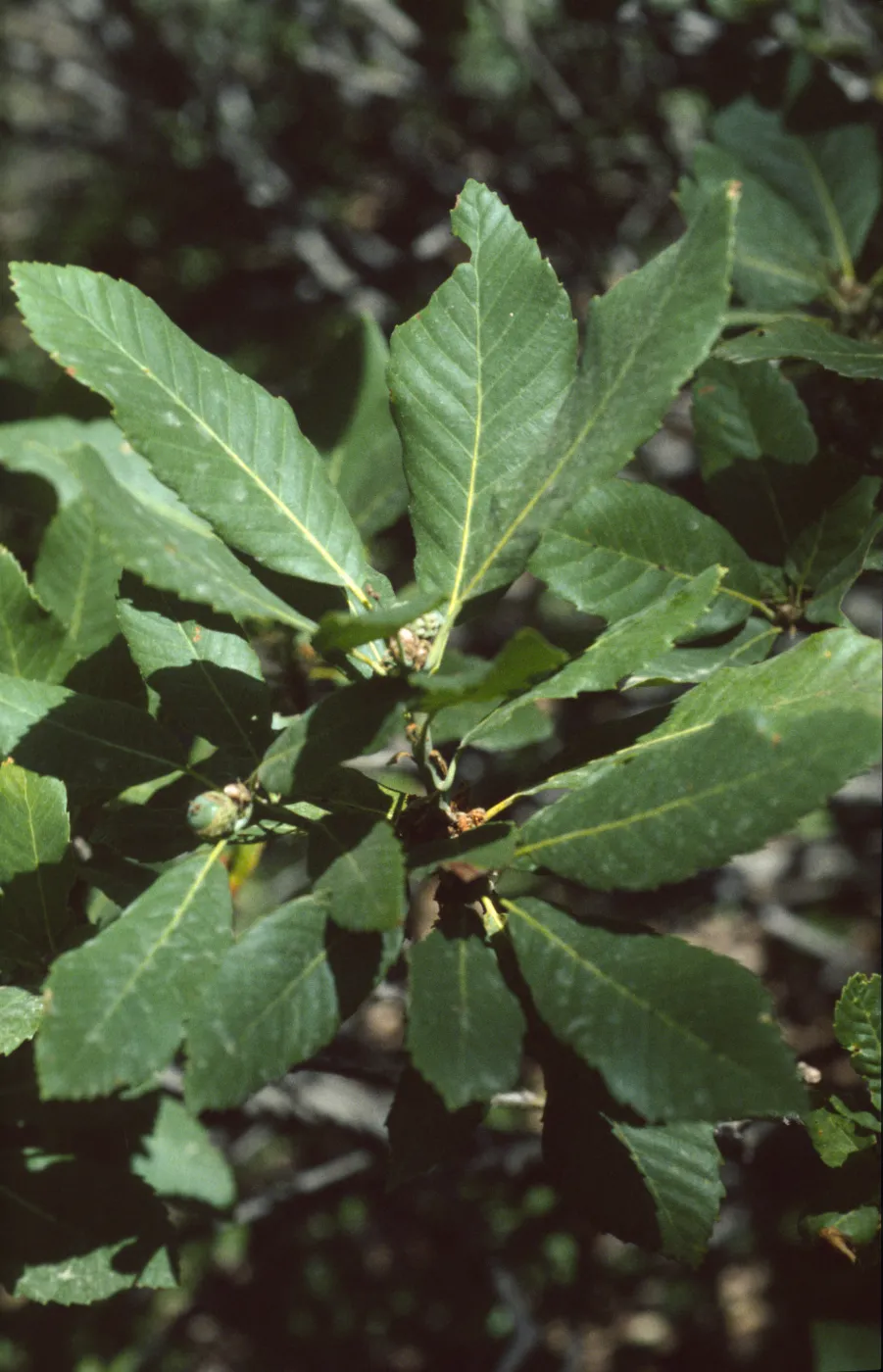Quercus sadleriana