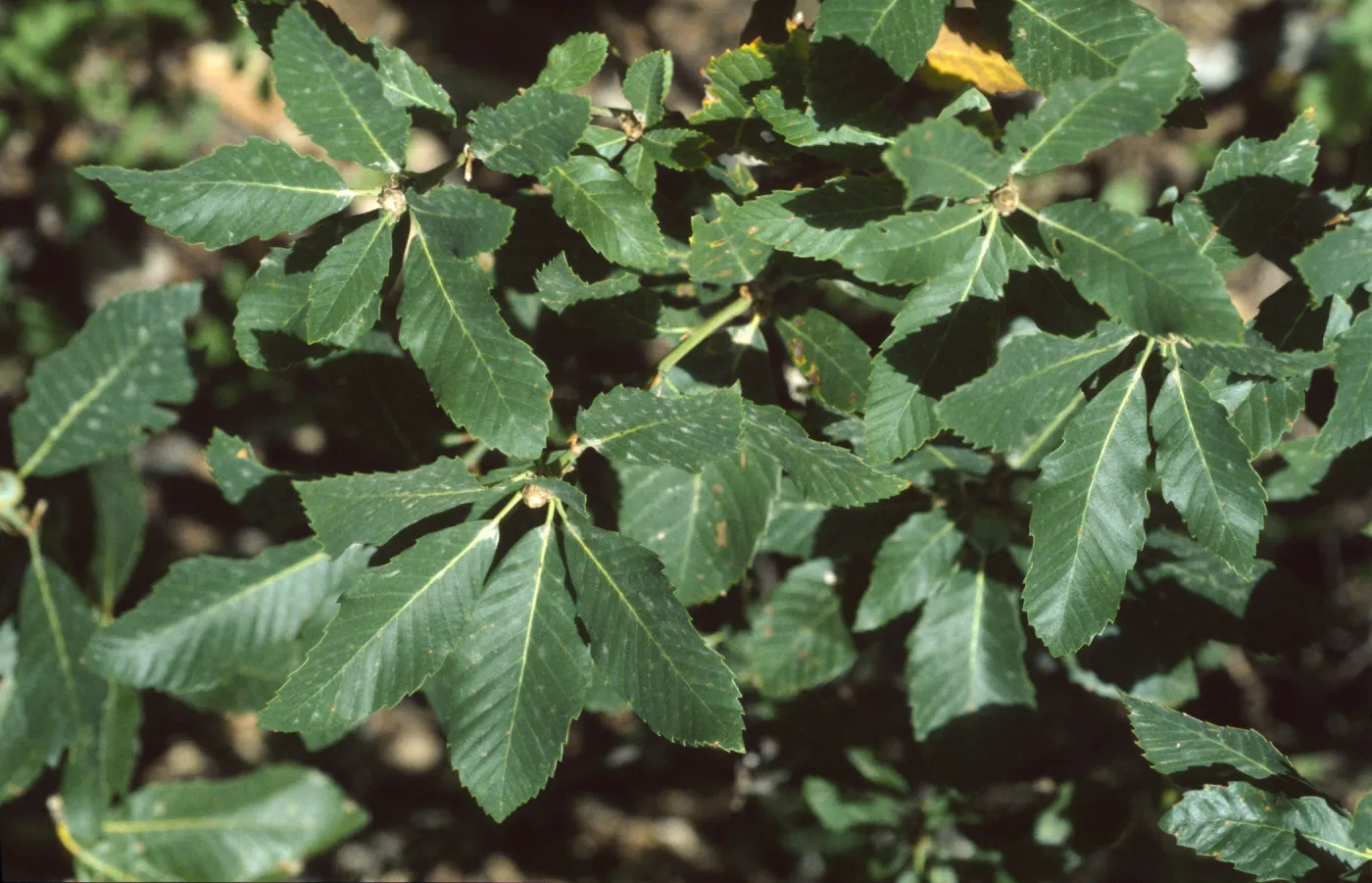 Quercus sadleriana
