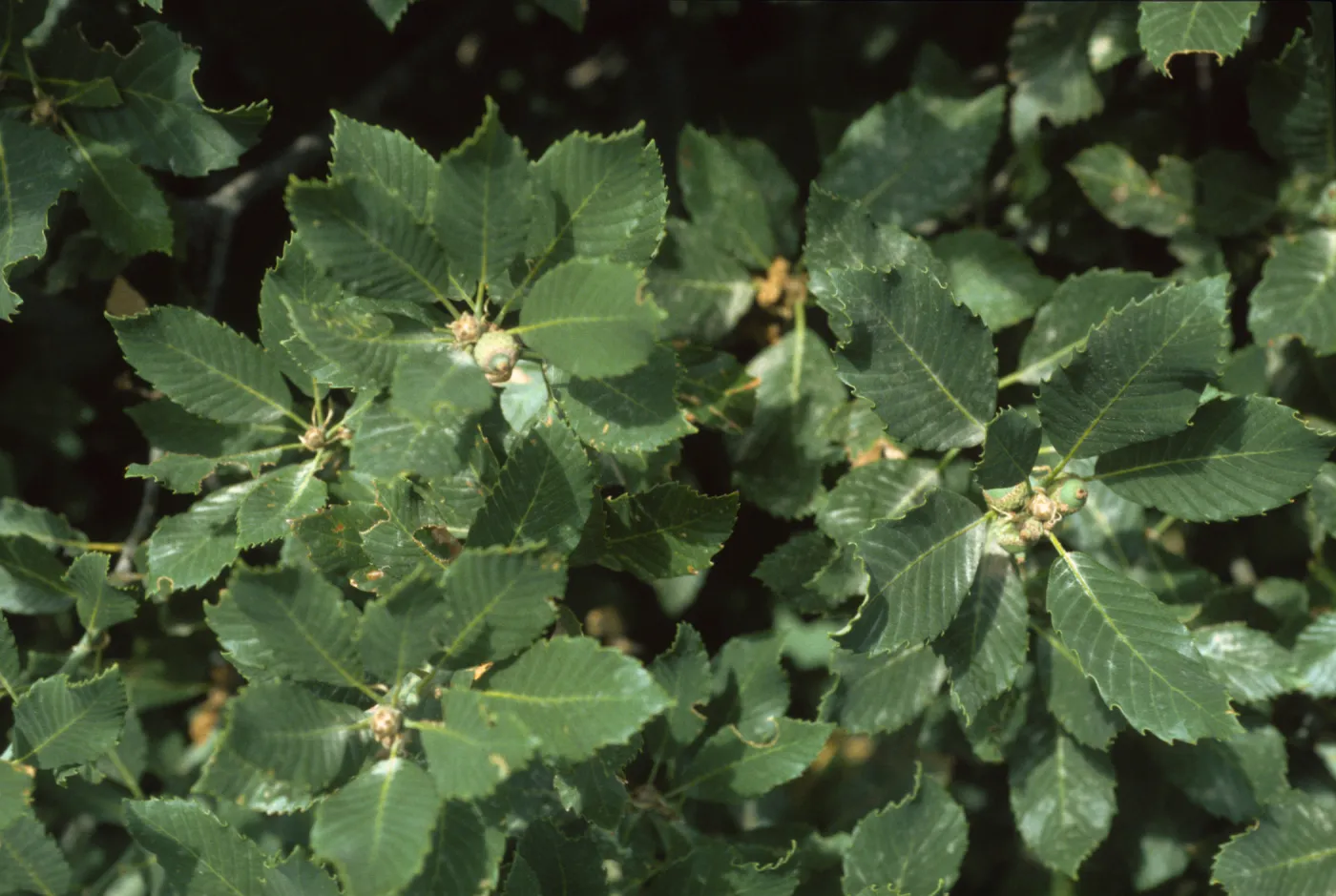 Quercus sadleriana