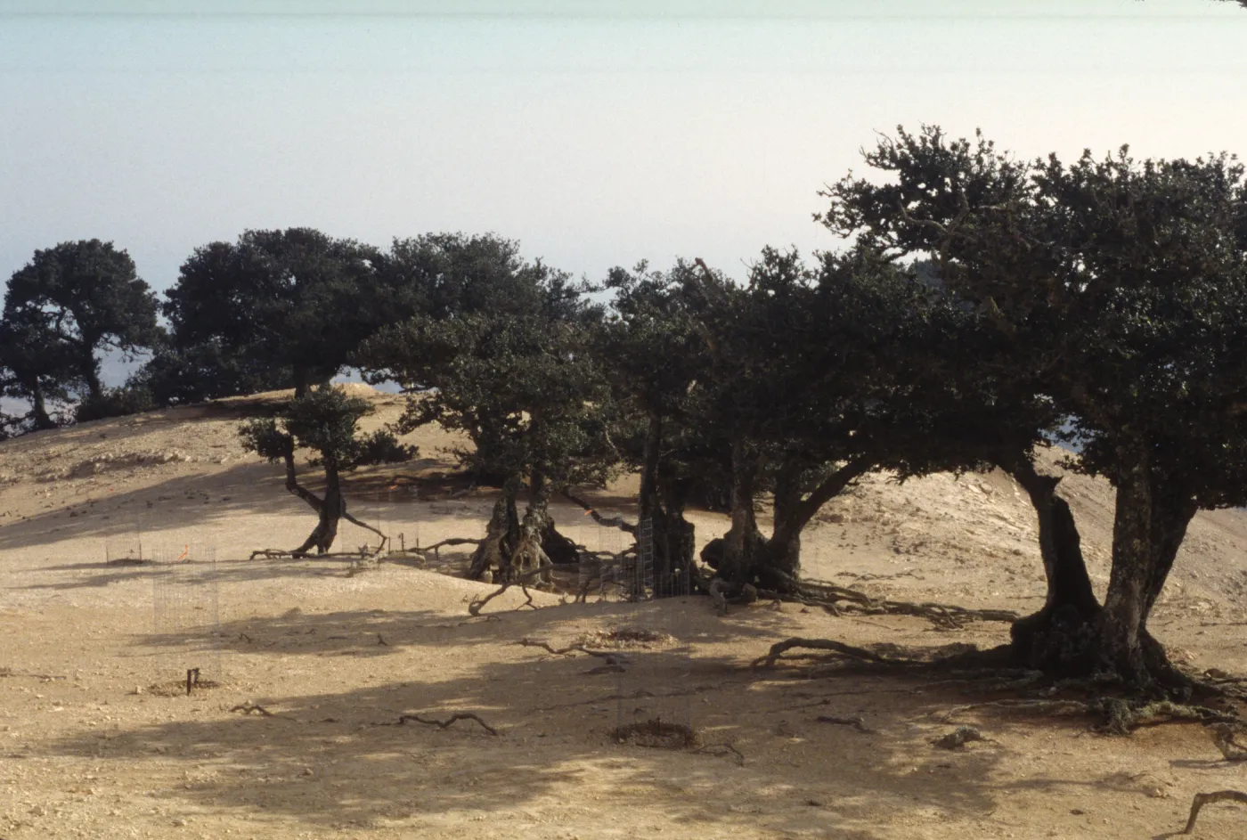 Quercus tomentella