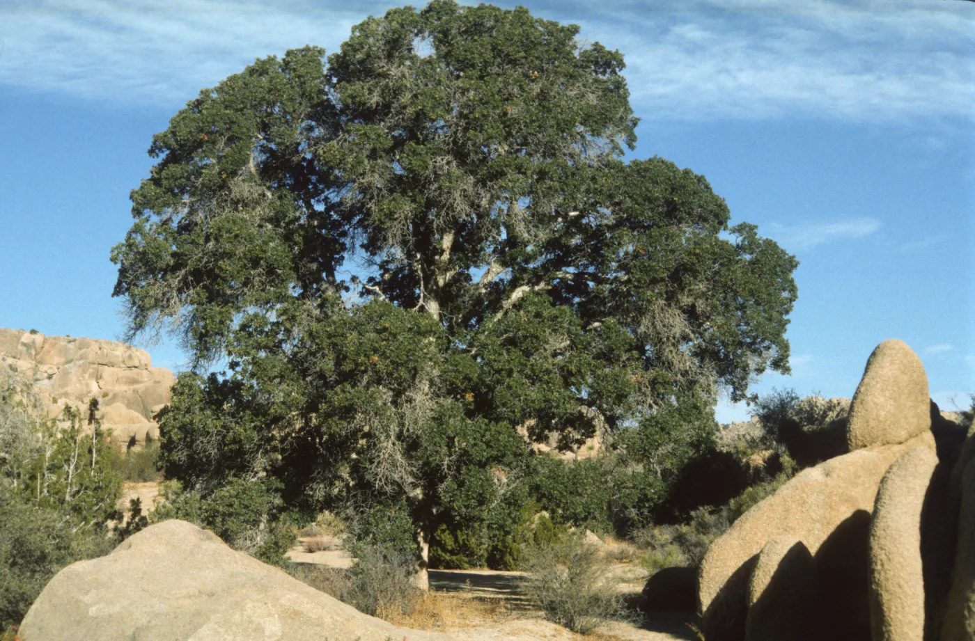 Quercus hybrid