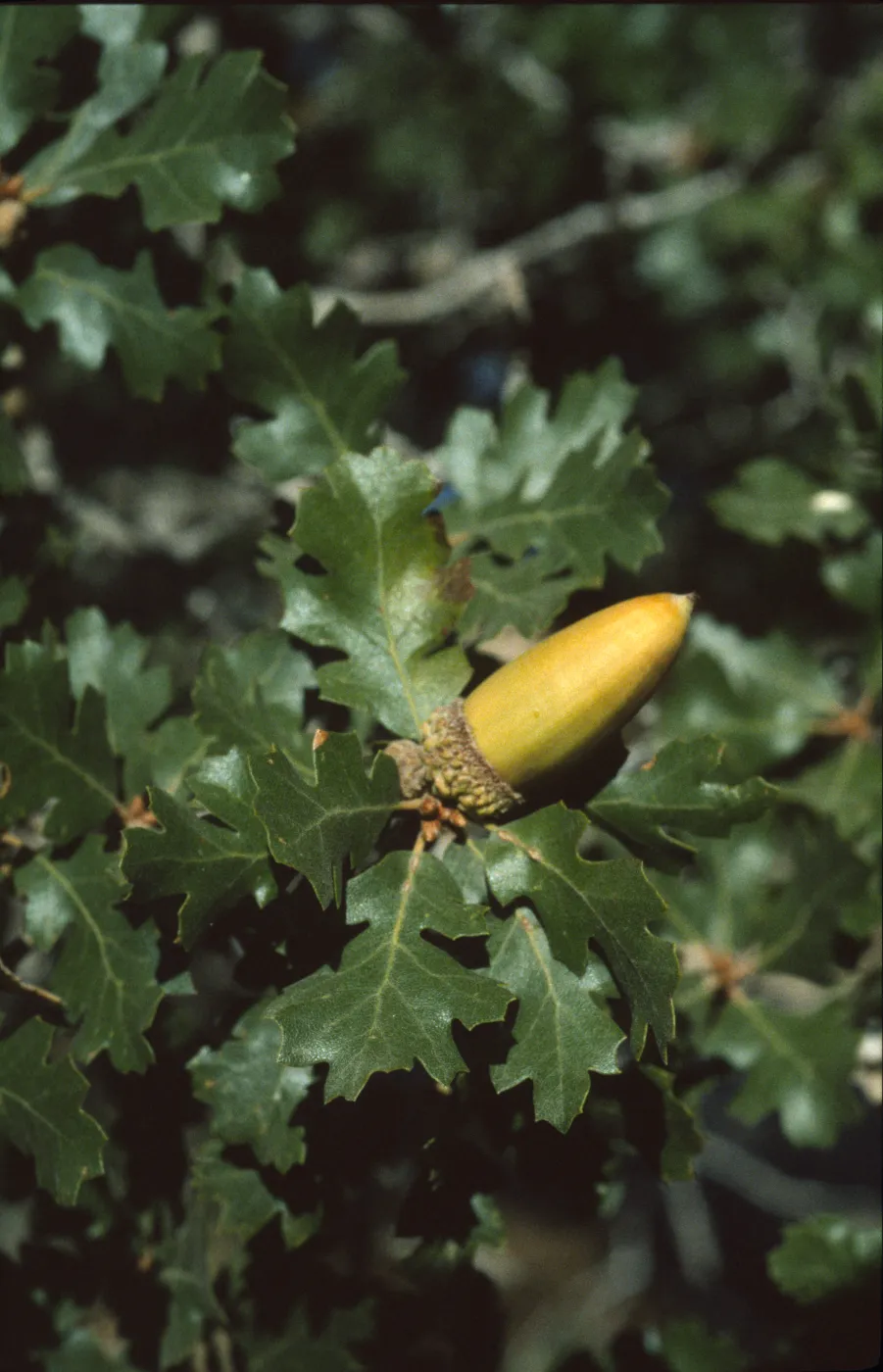 Quercus hybrid