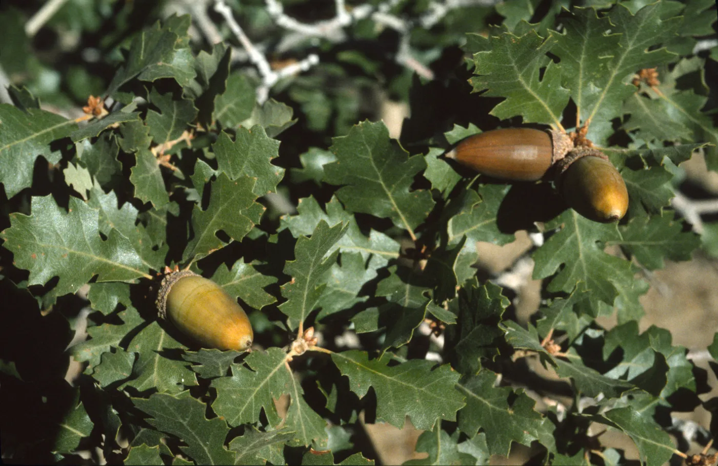 Quercus hybrid