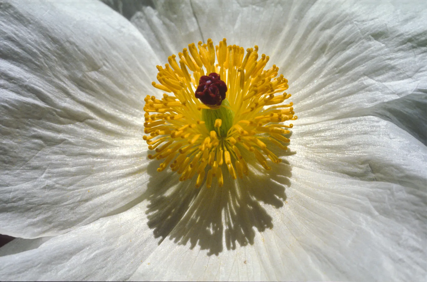 Romneya trichocalyx