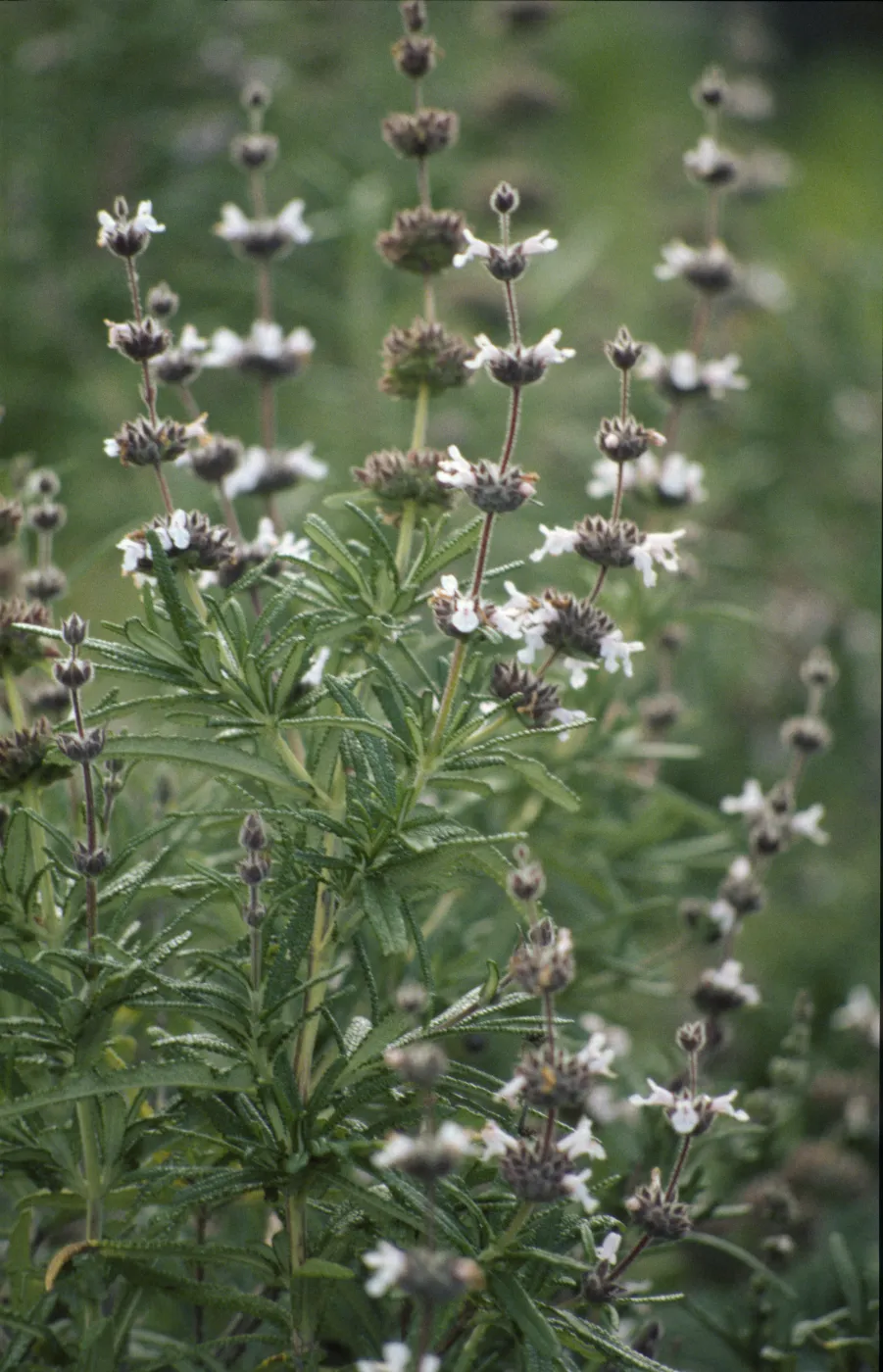 Salvia brandegeei