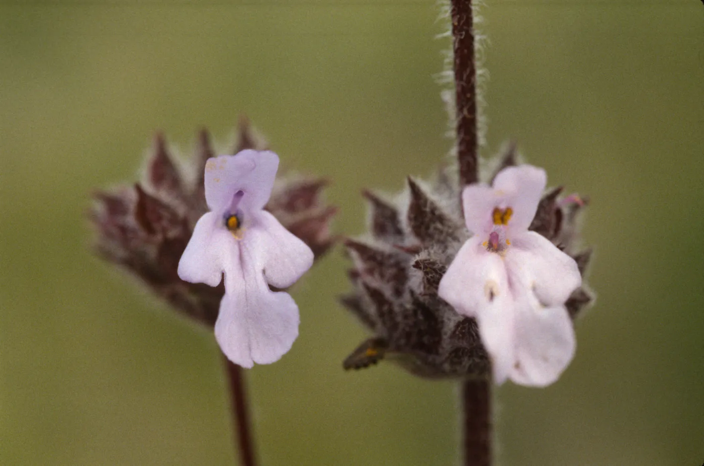 Salvia brandegeei