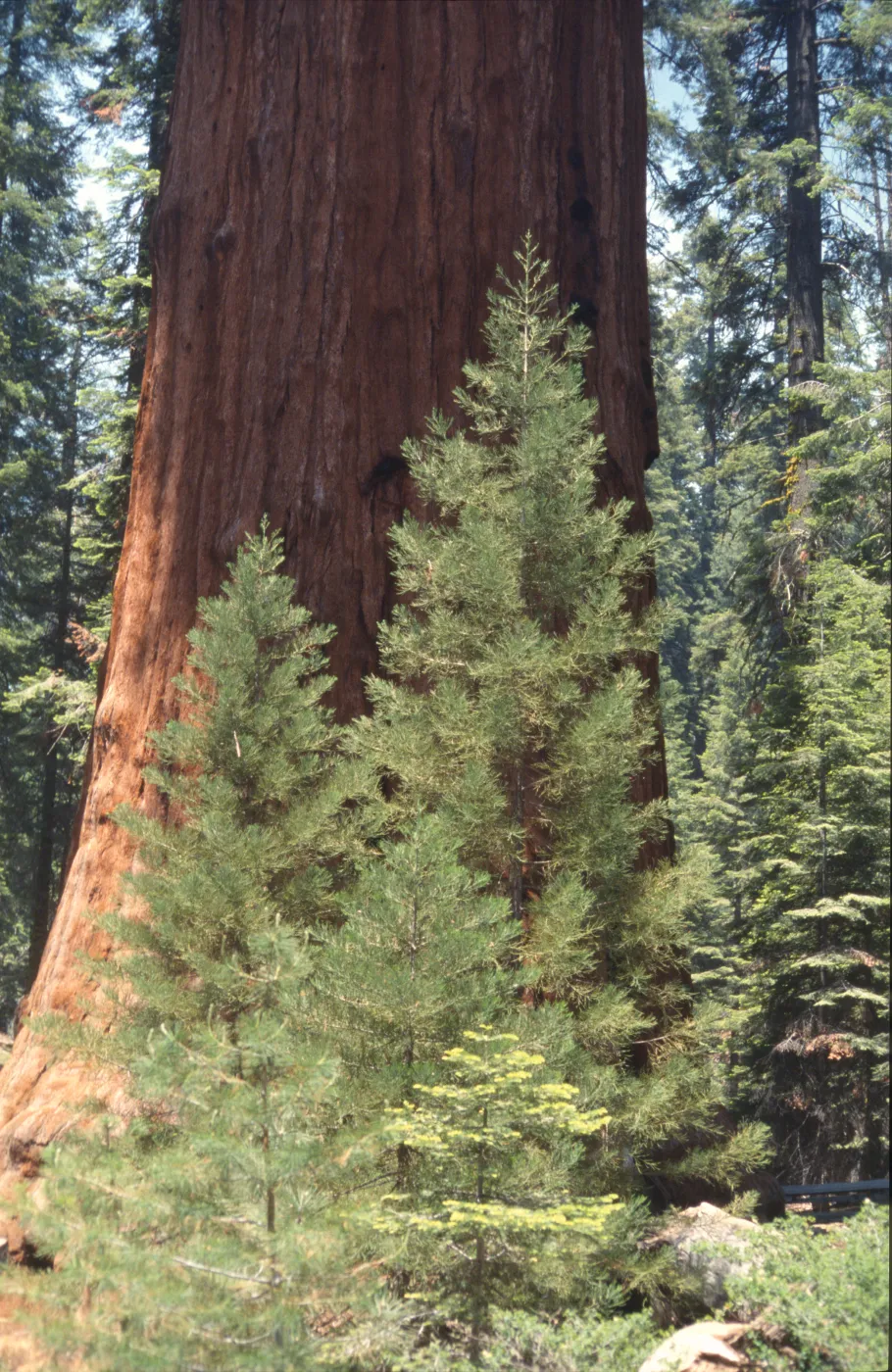 Sequoiadendron