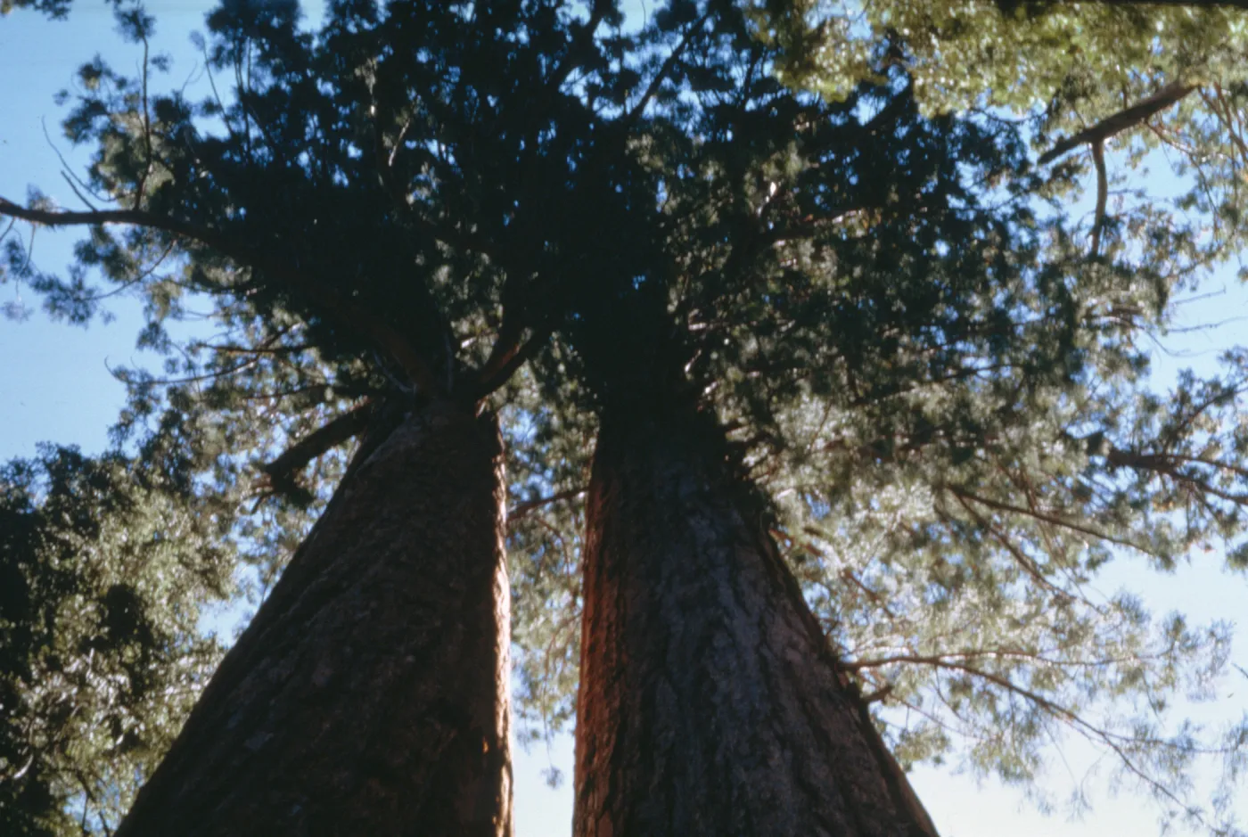 Sequoiadendron, View from the base of the tree