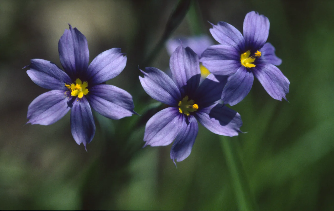 Sisyrinchium bellum