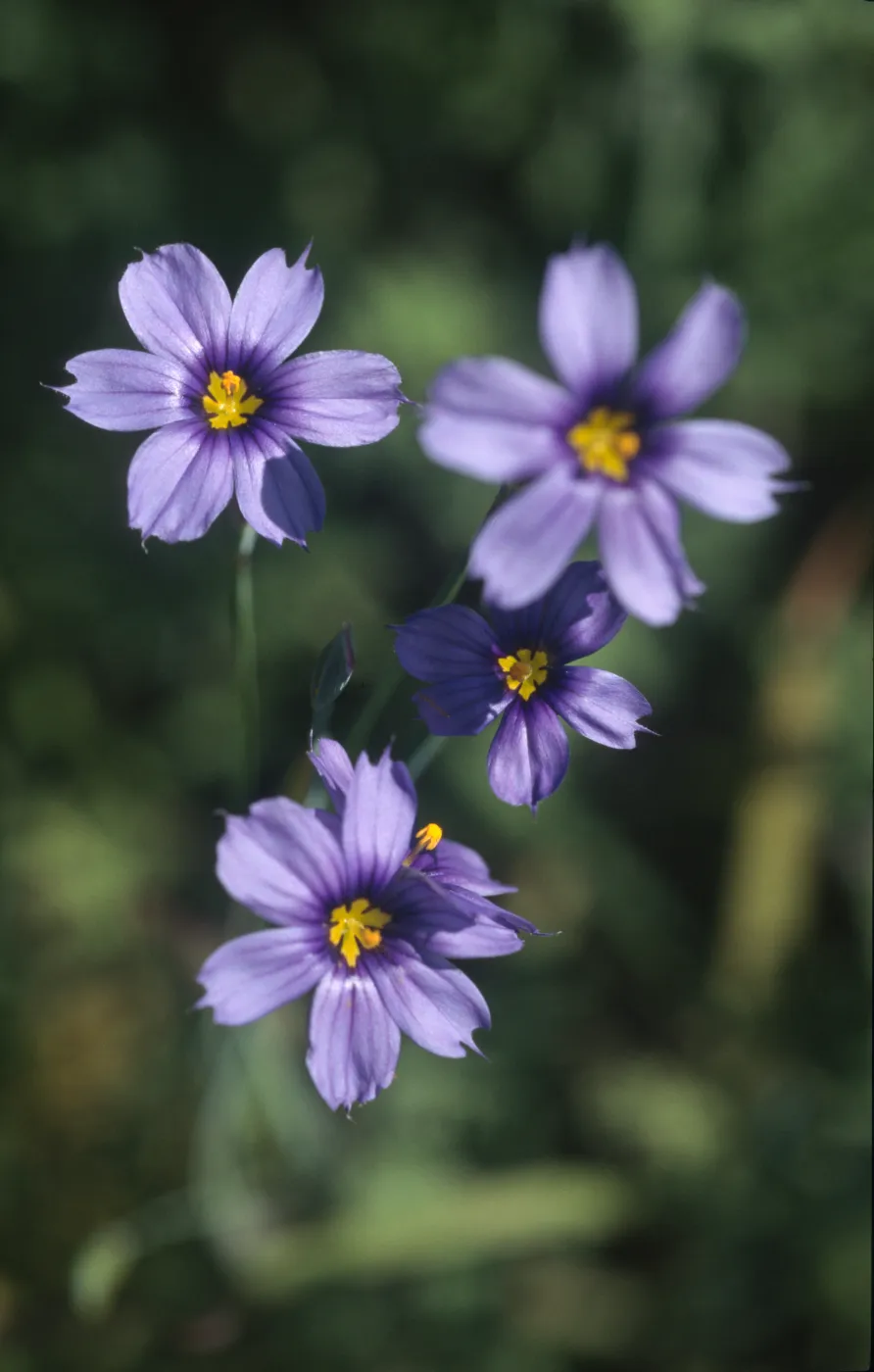 Sisyrinchium bellum
