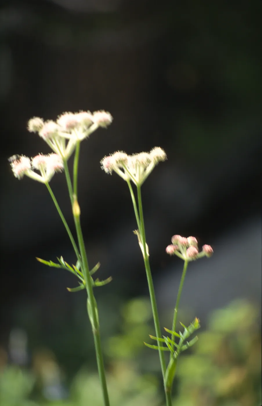 Sphenosciadium