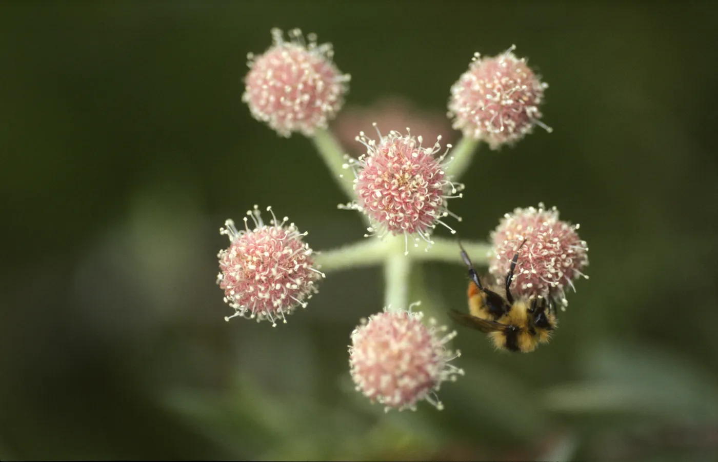 Sphenosciadium