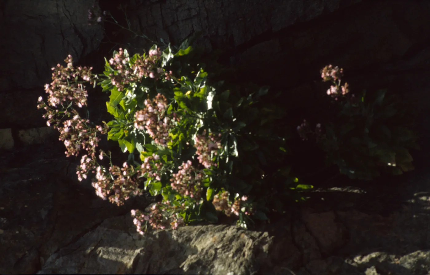 Stephanomeria blairii