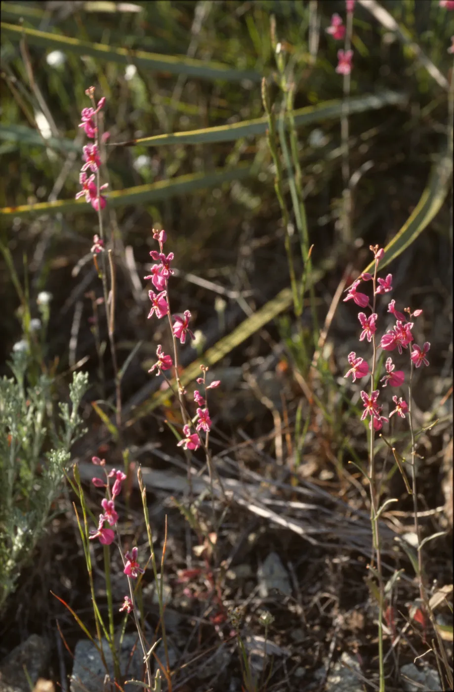 Streptanthus albidus ssp. Peramoenus