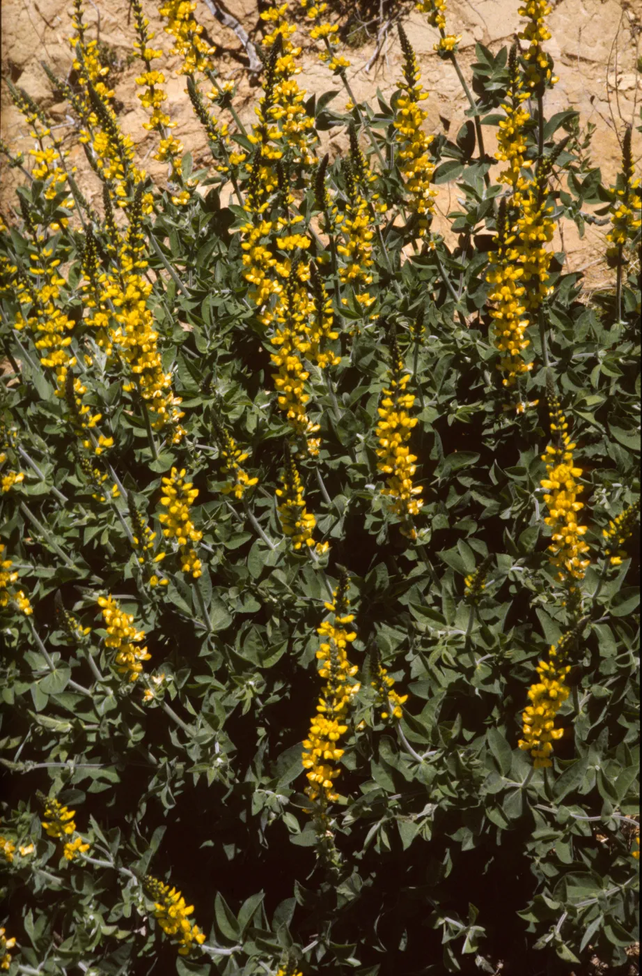 Thermopsis macrophylla