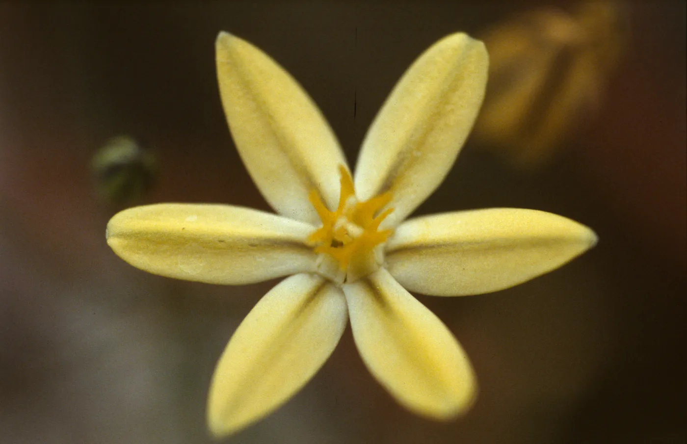 Triteleia ixioides ssp. Ixioides