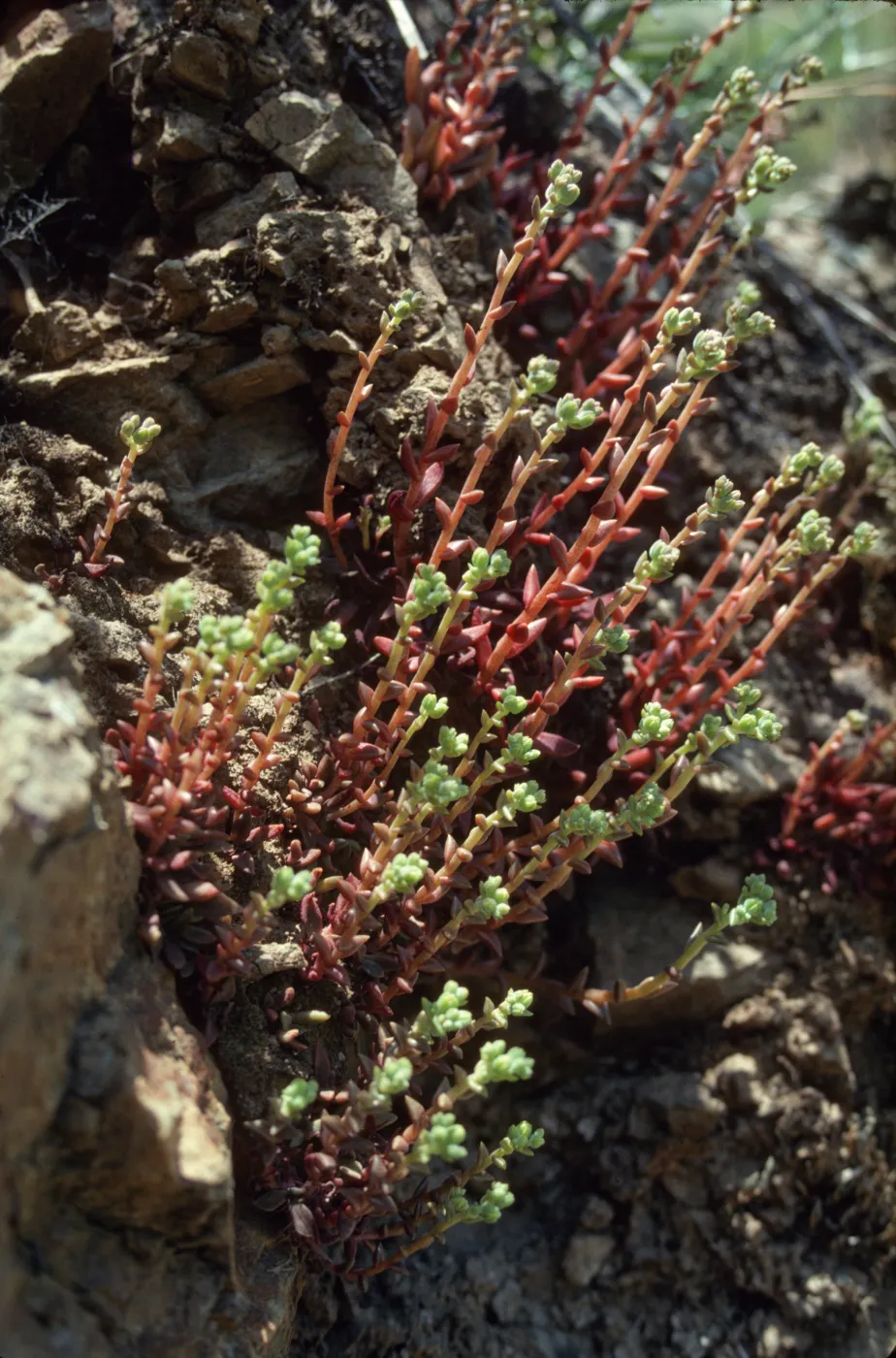 Dudleya parva